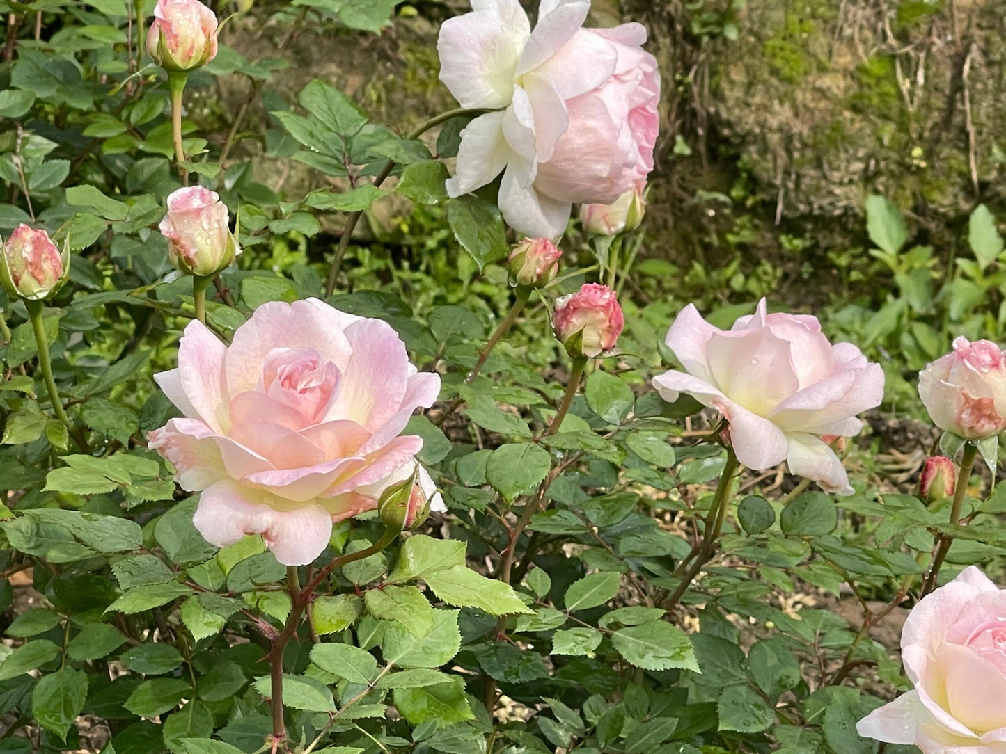 Rose【Malines｜マリーヌ】- 1.5 OwnRoot LivePlant｜梅克林花边｜河本纯子 2018｜