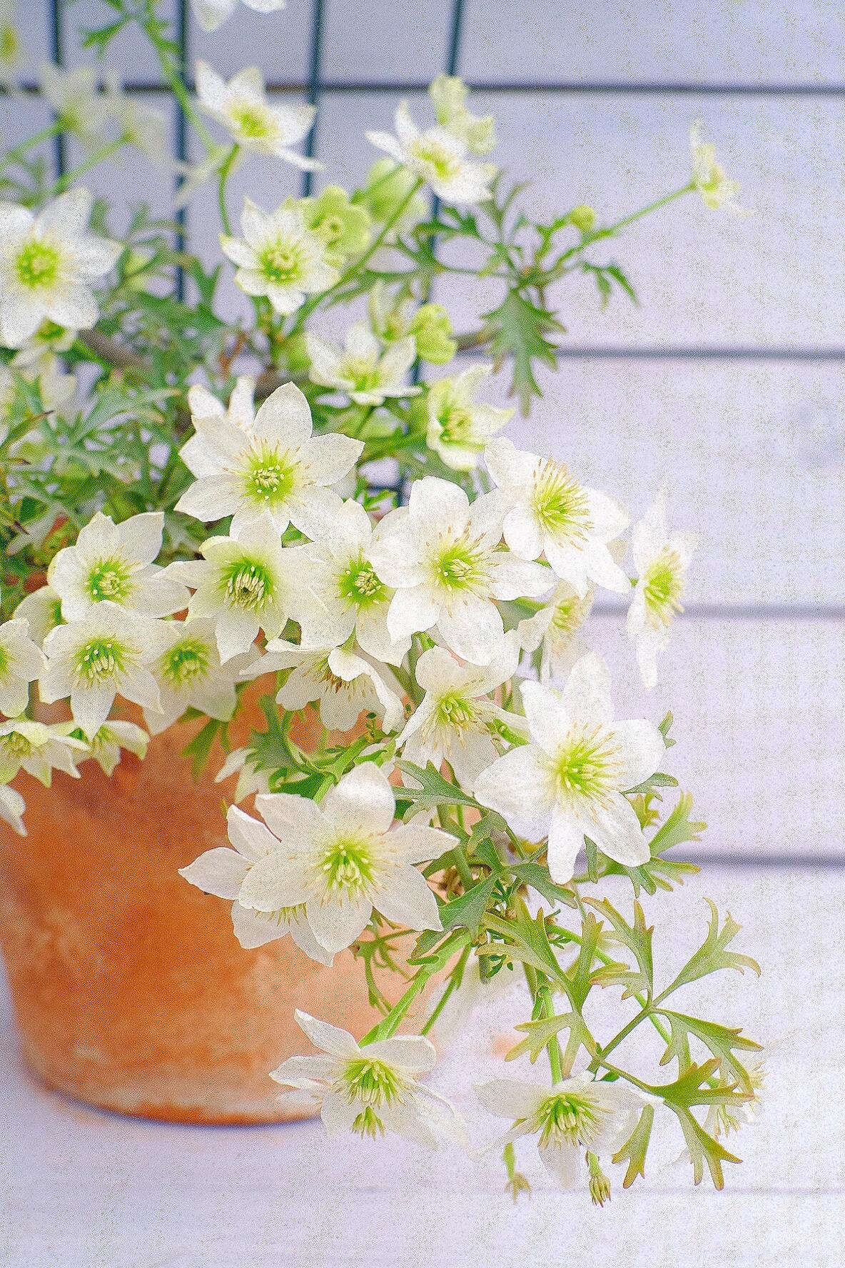 Clematis【Joe】- Liveplant｜银币｜Popular Floral waterfall