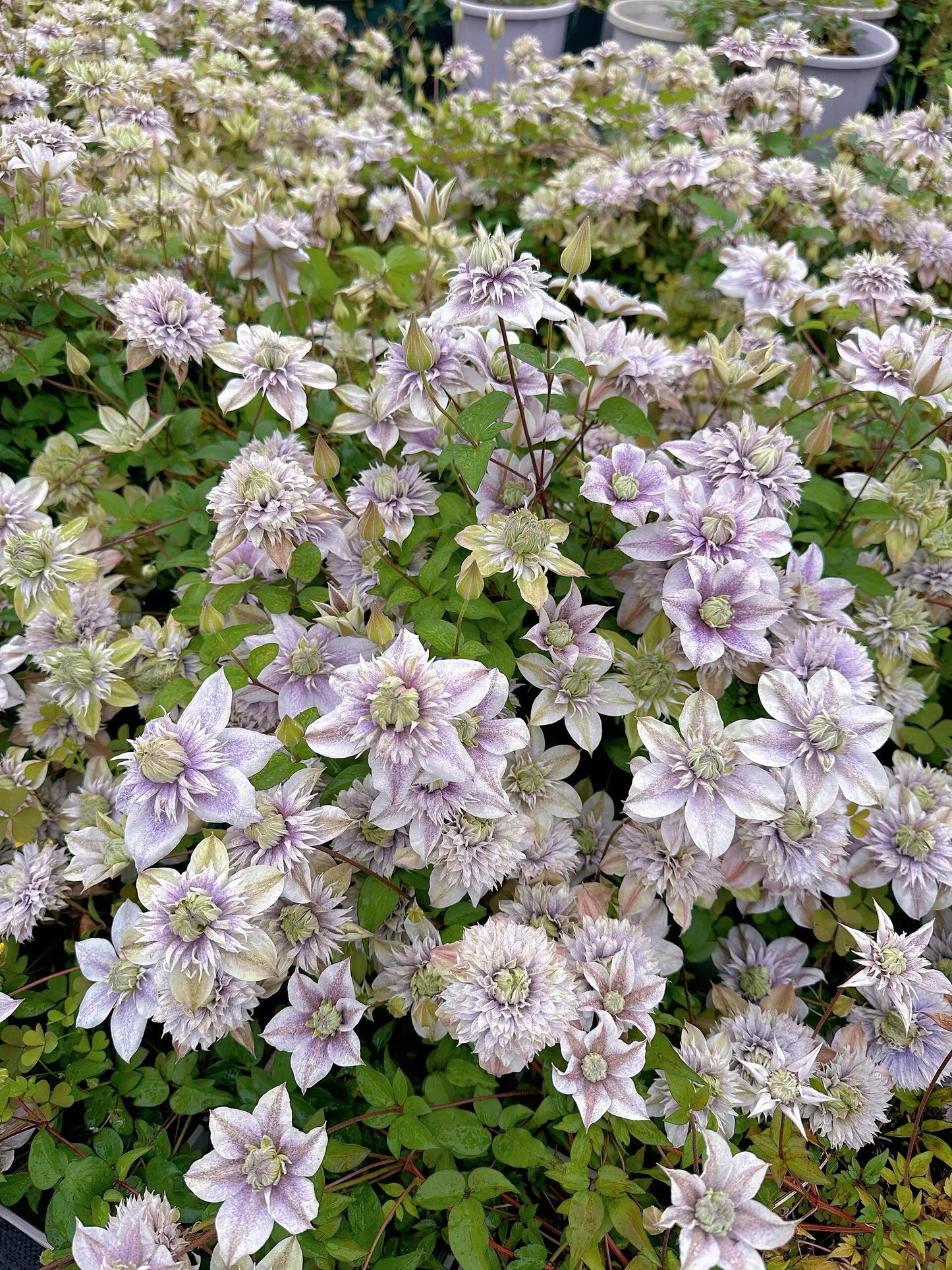 Clematis【 Minamonoyousei | みなもようせい| 水面の妖精】- 10P LivePlant| Japanese Clematis | Double-flowered| Cold Hardy| Koi| 水面妖精