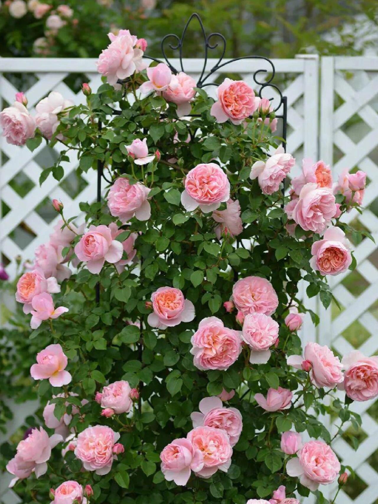 Climbing Rose【Dames de Chenonceau】- 1.5 Gal OwnRoot LivePlant｜舍农索城堡的女人｜ Large Bloom｜