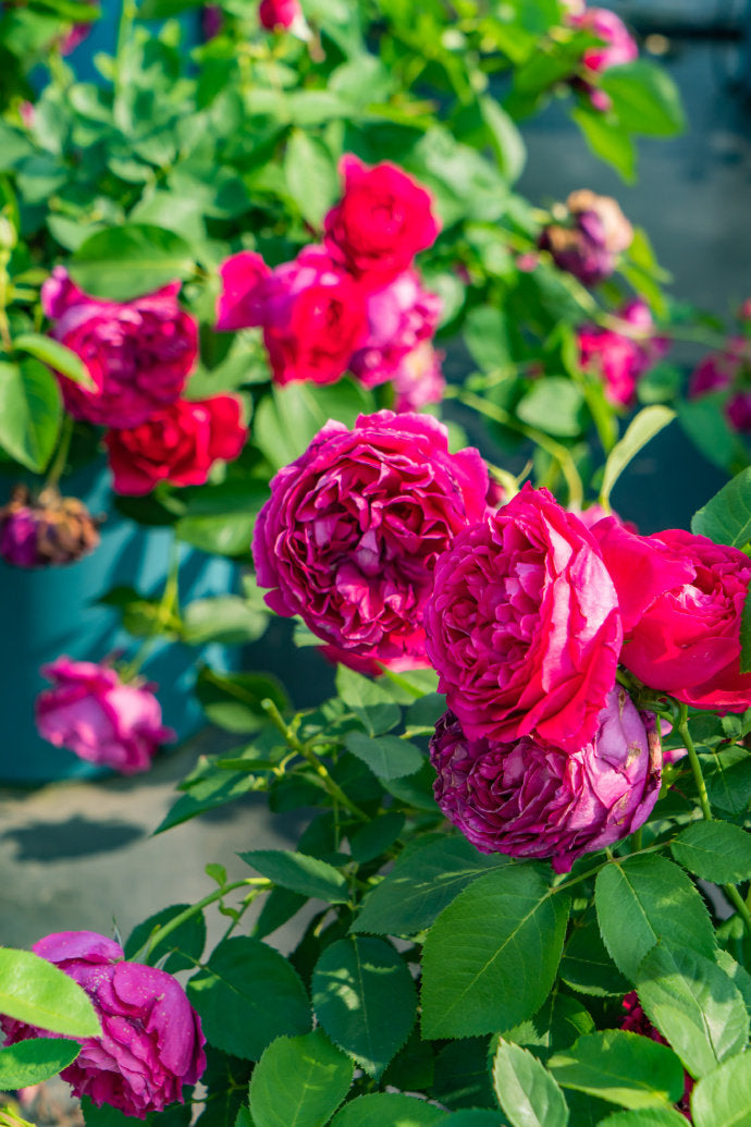 Rose【Ephemeral Grace｜Jing Hong｜惊鸿】- New Variety-2021｜1.5 Gal OwnRoot｜Heat Resistant｜Large Bloom 12cm+｜