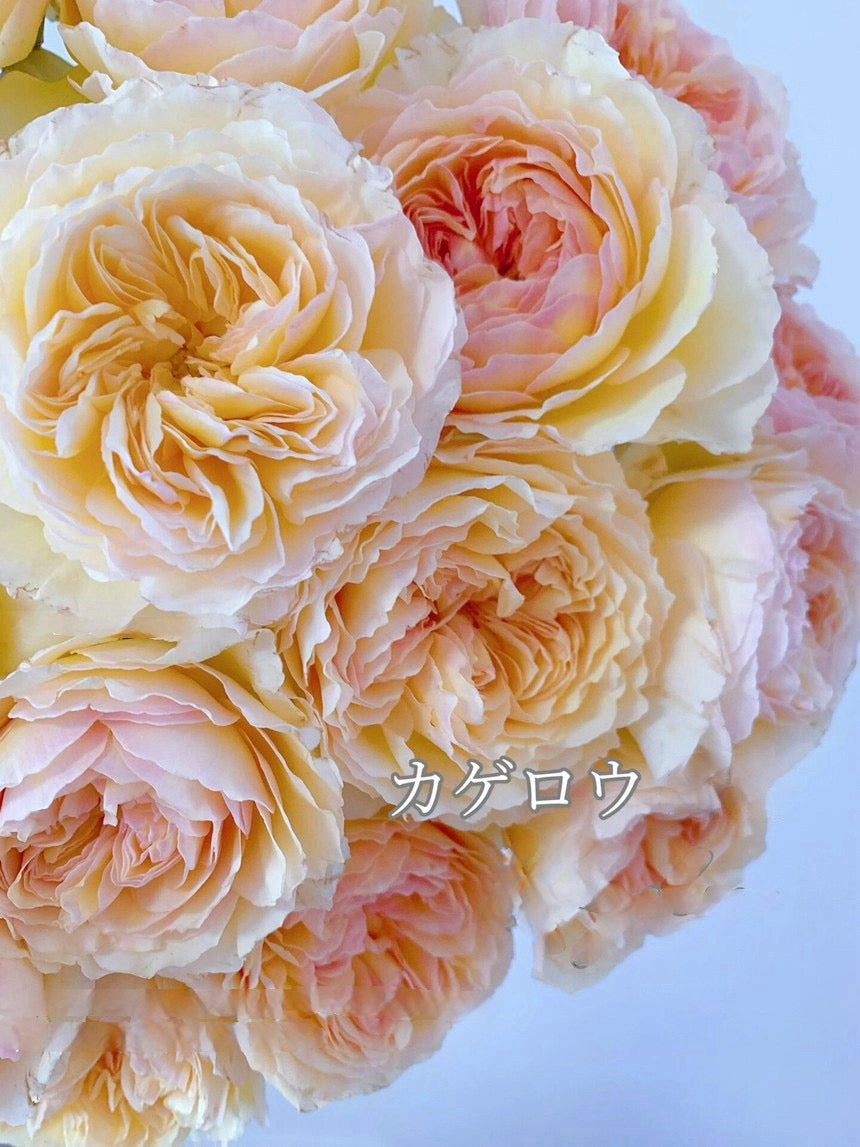 Rose【Kagelou| カゲロウ】- Japanese 2020 New varieties| 阳炎/蜉蝣| Fruity Fragrance| Discoloration| Ruffled bloom| Especially| Floribunda| Redolent|  HeatResistant