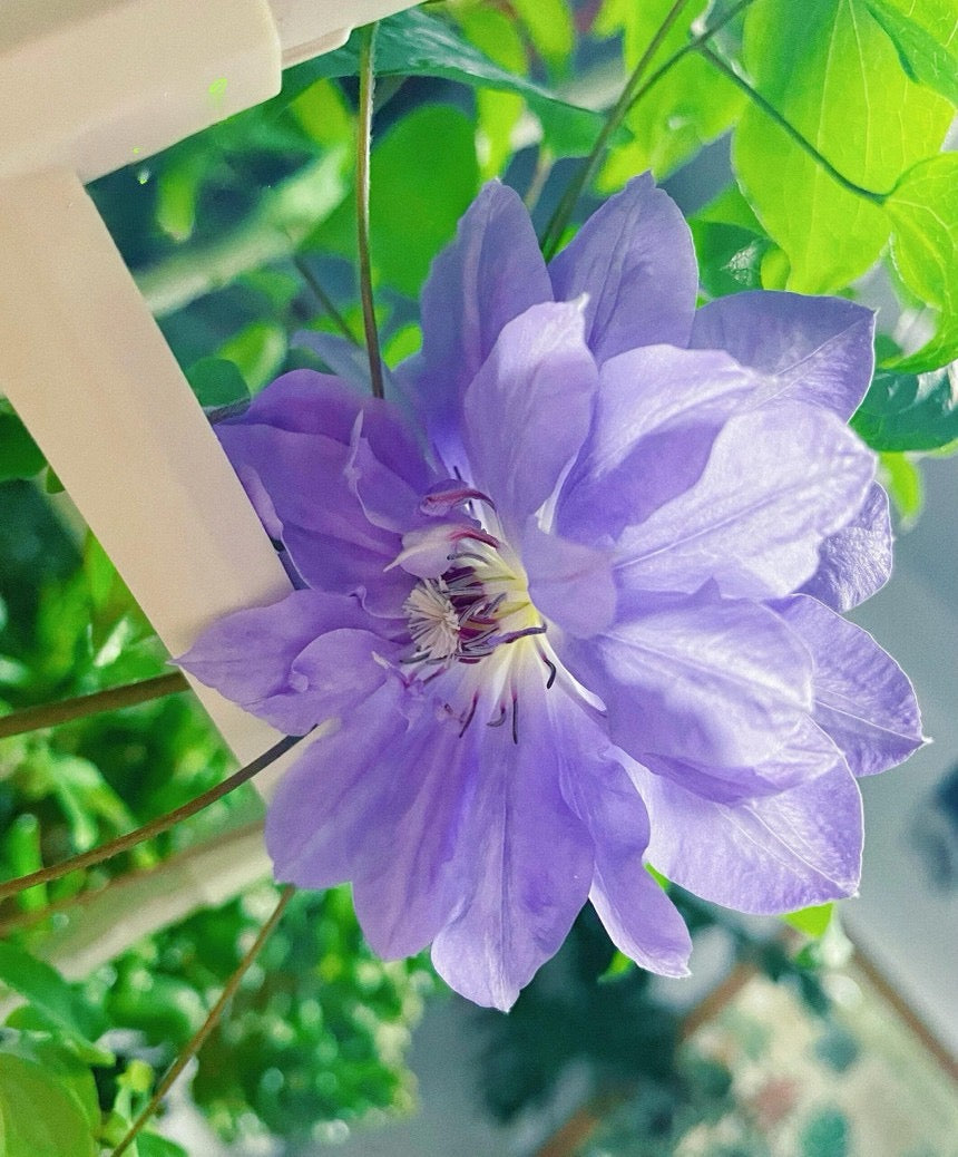 Clematis 【Teshio｜てしお| 天塩】-  9P LivePlant| 天盐 |精神の美| 天盐| Double-flowered |