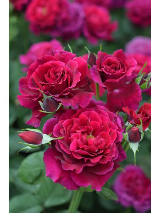 Rose【Colline Rouge| 赤い丘】-OwnRoot LivePlant｜天家胭脂/红丘｜コリーヌルージュ| Velvet| Heat Resistant| Rain-Resistant| Long florescence| Everbloomer