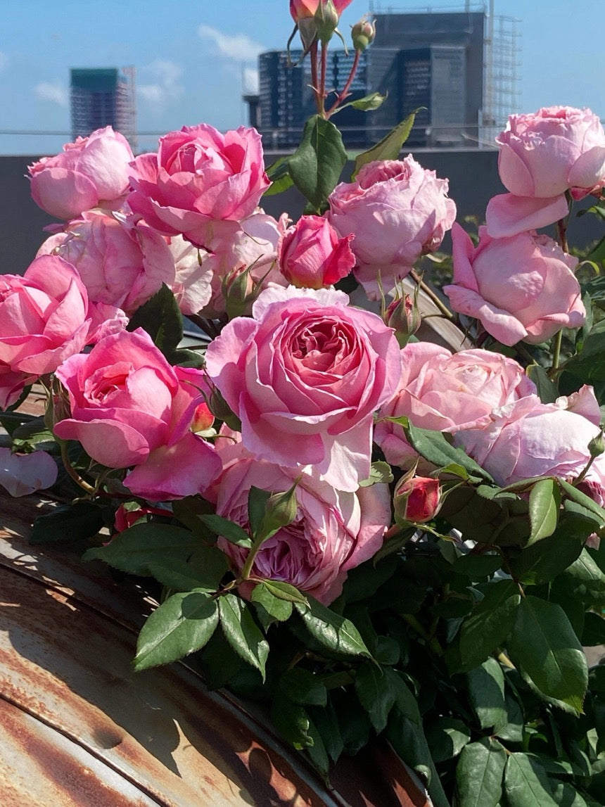 Rose【Anne-Sophie Pic】-1.5 Gal OwnRoot LivePlant｜安索菲比克｜Heat-Resistant