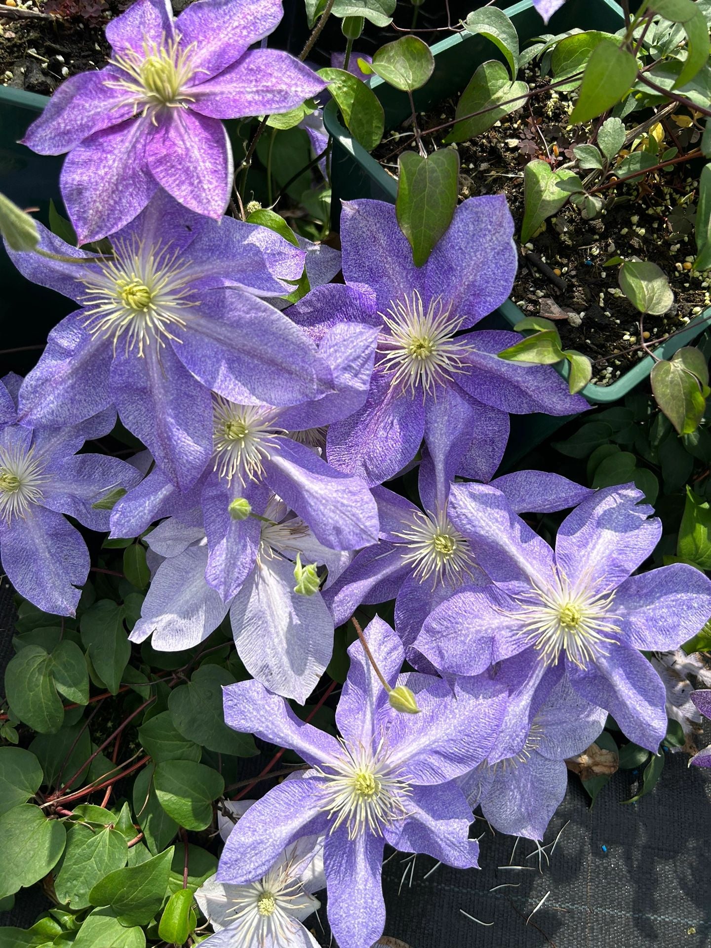 Clematis【Chameleon】- LivePlant｜变色龙｜Sandblasted Flowers