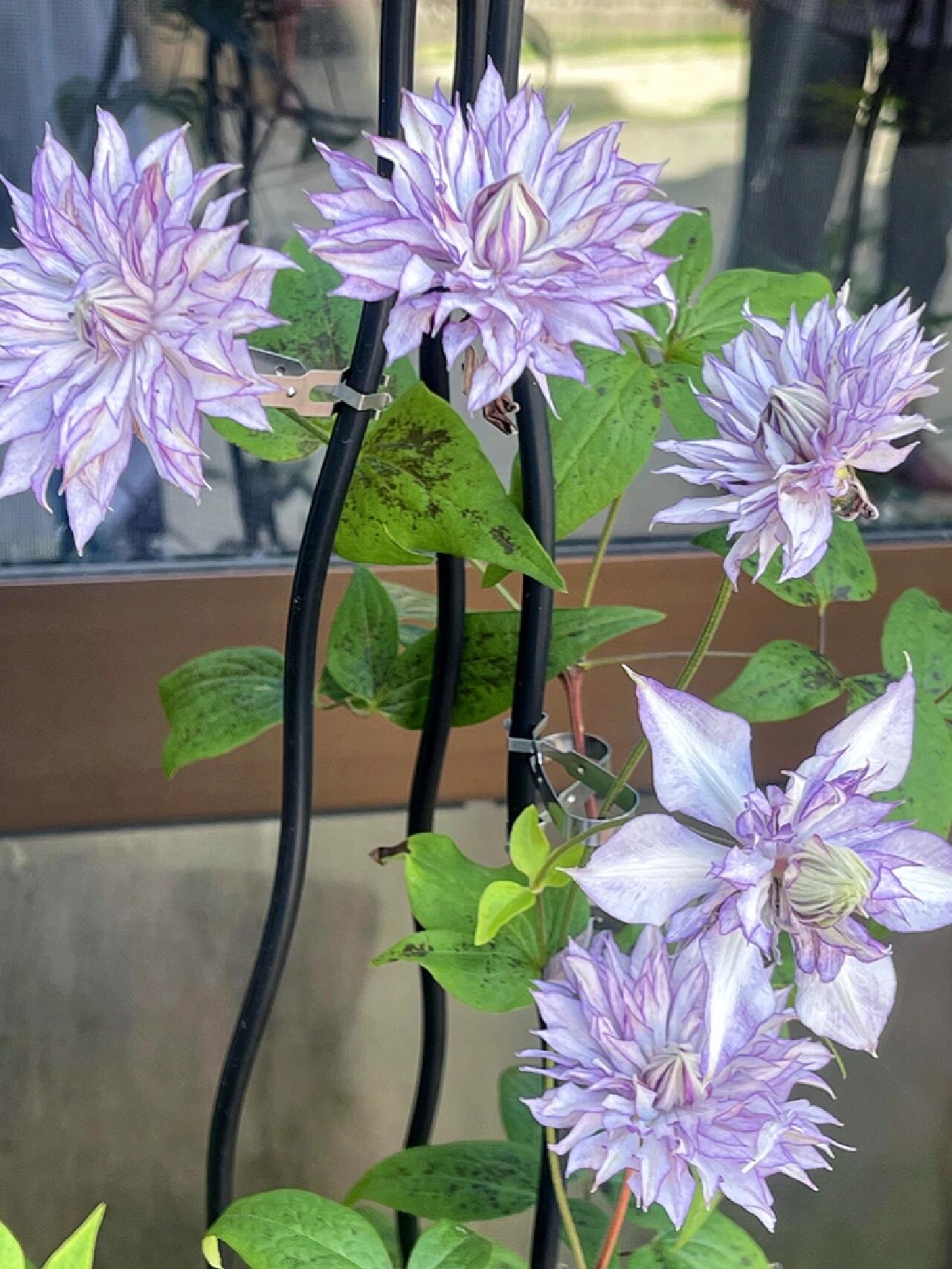 Clematis【Lady Kyoko | レディ・キョウコ】 -9P Live Plant- Japanese Rare Clematis| 恭子小姐 | 新旧両枝咲き|