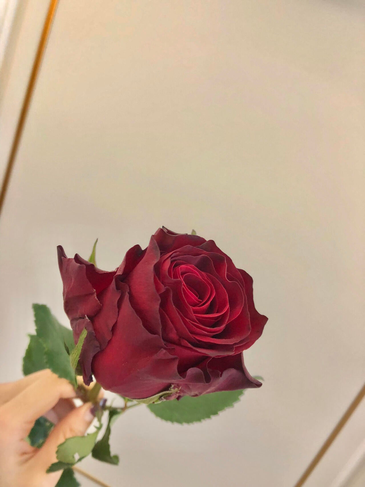 Rose【Rhodos】-OwnRoot LivePlant |Love｜罗德斯| Extended Vase Life| Less Thorns| One of the most Long-Lasting Velvet Red Rose| Cut Flower