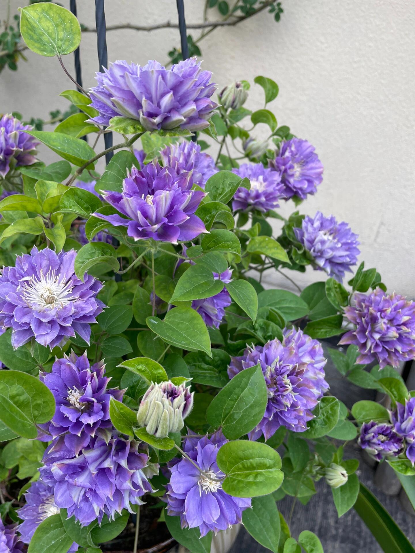 Clematis 【Enku｜円空】 - 9P LivePlant|Rare Popular Japanese Clematis| 圓空| Double-flowered |