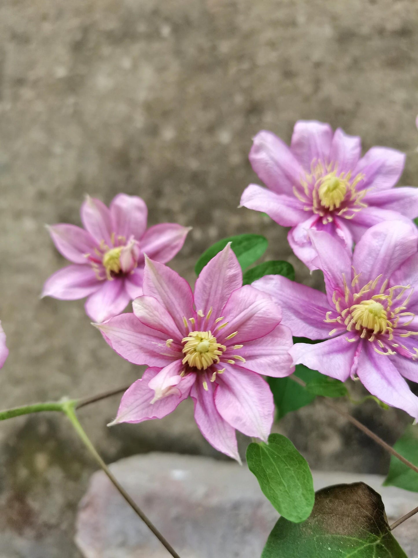 Rare Rare Clematis【Paradiso】-LivePlan｜天堂｜帕拉迪索| Double-flowered| Cold Hardy| Perennial| Pollinator Friendly| Low Maintenance| Easy 2 Grow