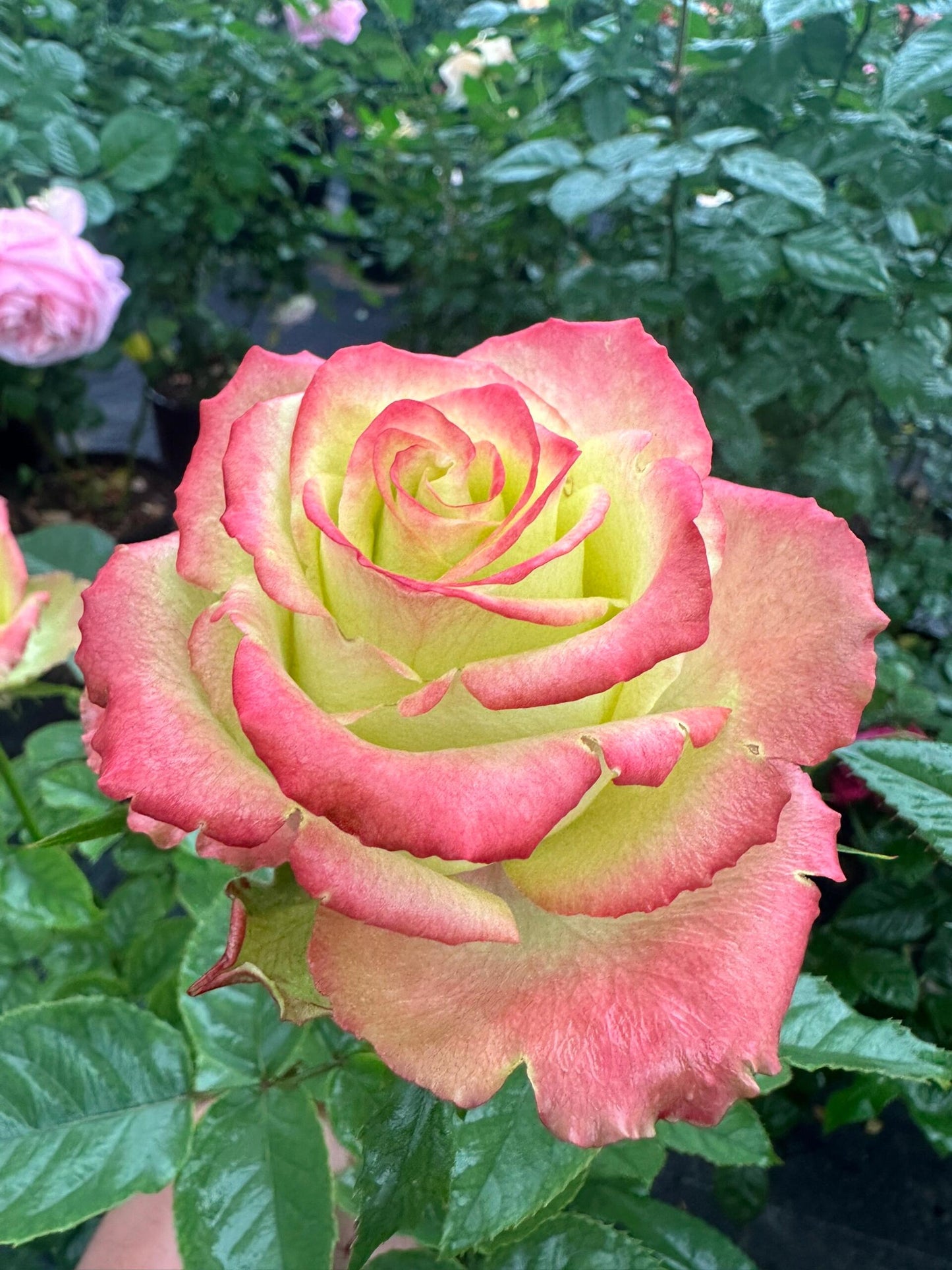 Rose【Green Apple｜グリーンアップル| 青苹果】- OwnRoot LivePlant｜New Variety Florists Rose| Large Flower| Extended vase life| Vivid Colors| Gradient