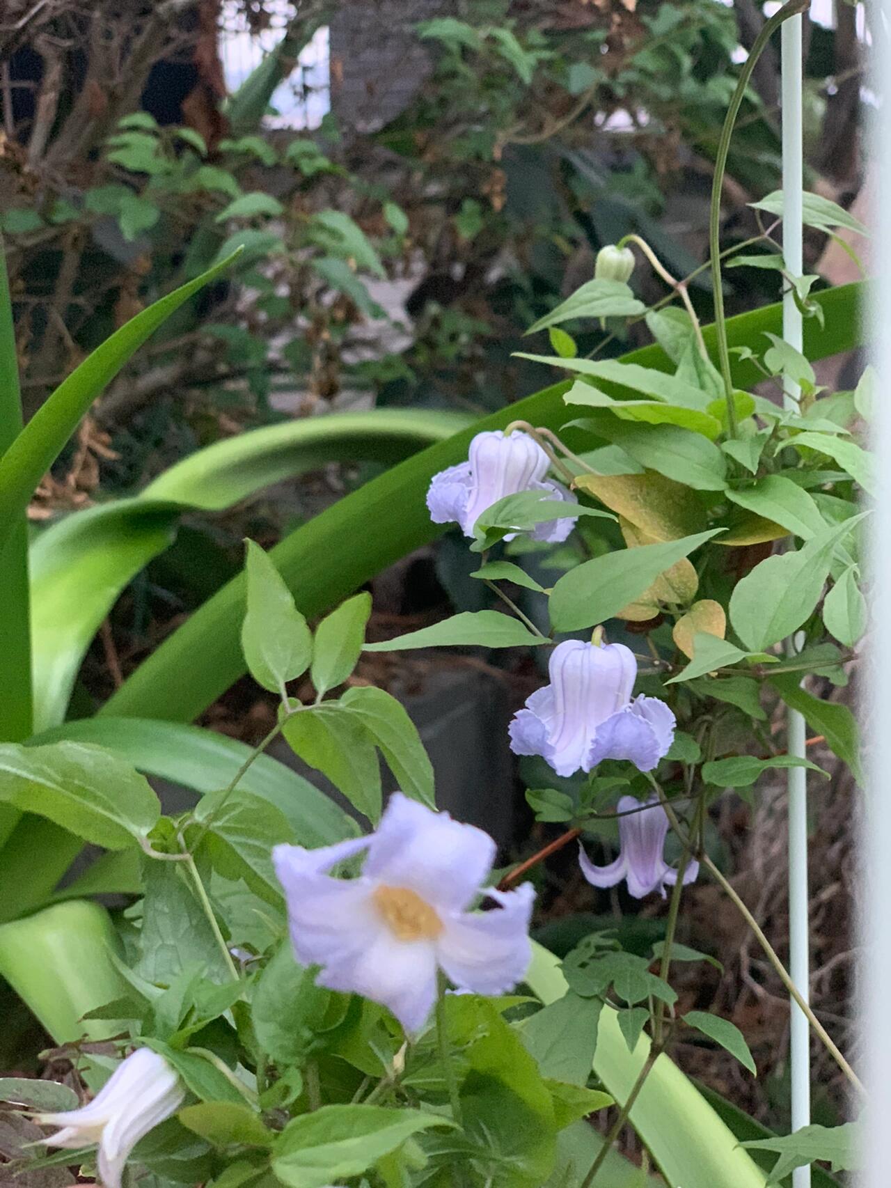 Blue Octopus Clematis【クリスパ・エンジェル| Crispa Angel】-LivePlant｜克里斯帕天使｜Bell-shaped｜Clematis florida var. sieboldiana｜タコクレマチス