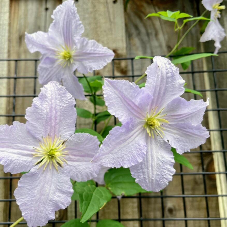 Clematis【Blue Angel| あおてんし】-Live Plant｜蓝天使| Rare Pleated Petals| Easy 2Grow| Hardy| Large Flowering| Strong Growth| Pot Friendly| Shade Vine