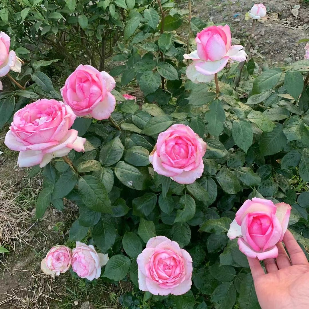 Rose 【La Rose Optimiste 】オプティミストの - Own Root｜Large Bloom| 乐天派｜Similar to Eden | Gradient| Cutting Rose| Easy to Grow| Heat Resistant|