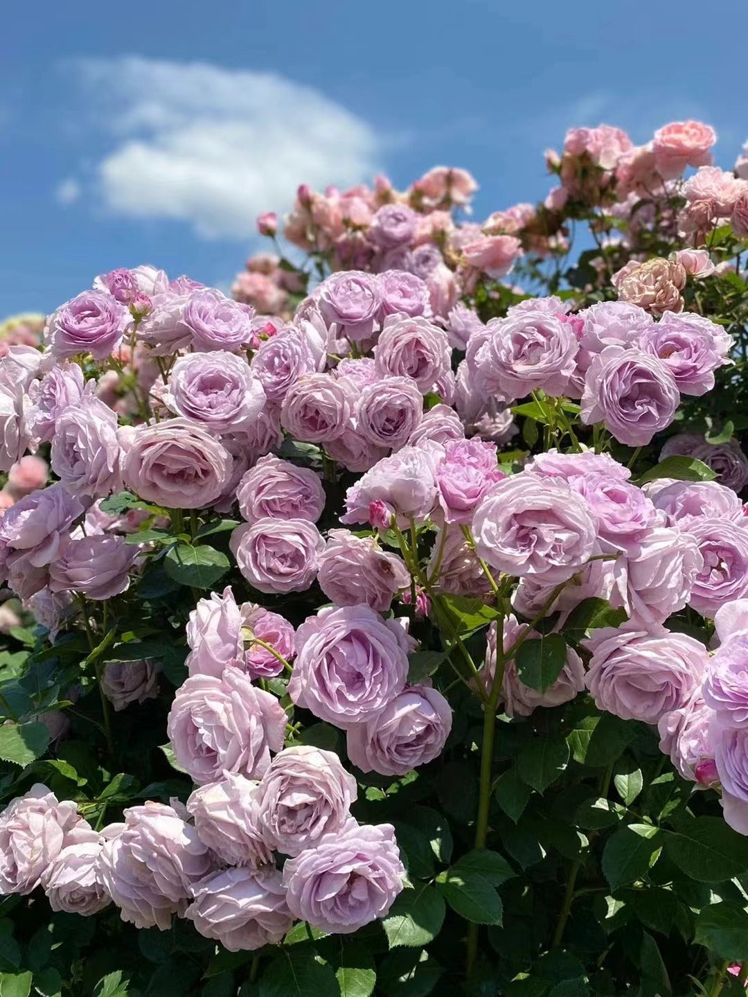 Rosa 【Blue Storm| Shinoburedo|しのぶれど】 - 1.5Gal OwnRoot| Fragrance| Strong Adaptability| Heat-Resisting| Repeated Flowering| LessThorn| 蓝色风暴 2016