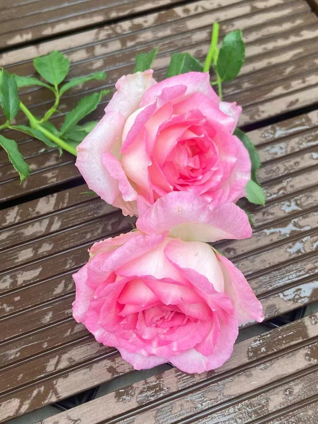 Rose【Rien Rose| リアン・ローズ| 絆 】-1.5 Gal OwnRoot LivePlant| Sumiko Kawamoto| 河本绊| Intense Fragrance| Less Thorns| Floribunda Rosa| Ruffle Lace