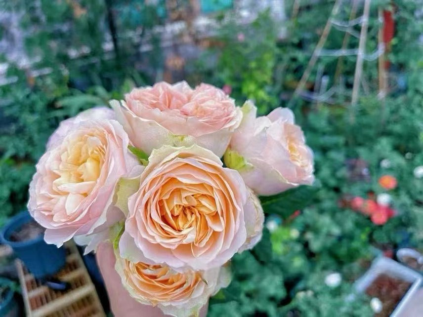 Rose【Kaoruko ｜カオルコローズ】2 Gal+ Own Root Bare Root｜Rare Japanese Rose| 熏子 玫瑰| Vintage Palette| Long flowering period| 木立バラ|