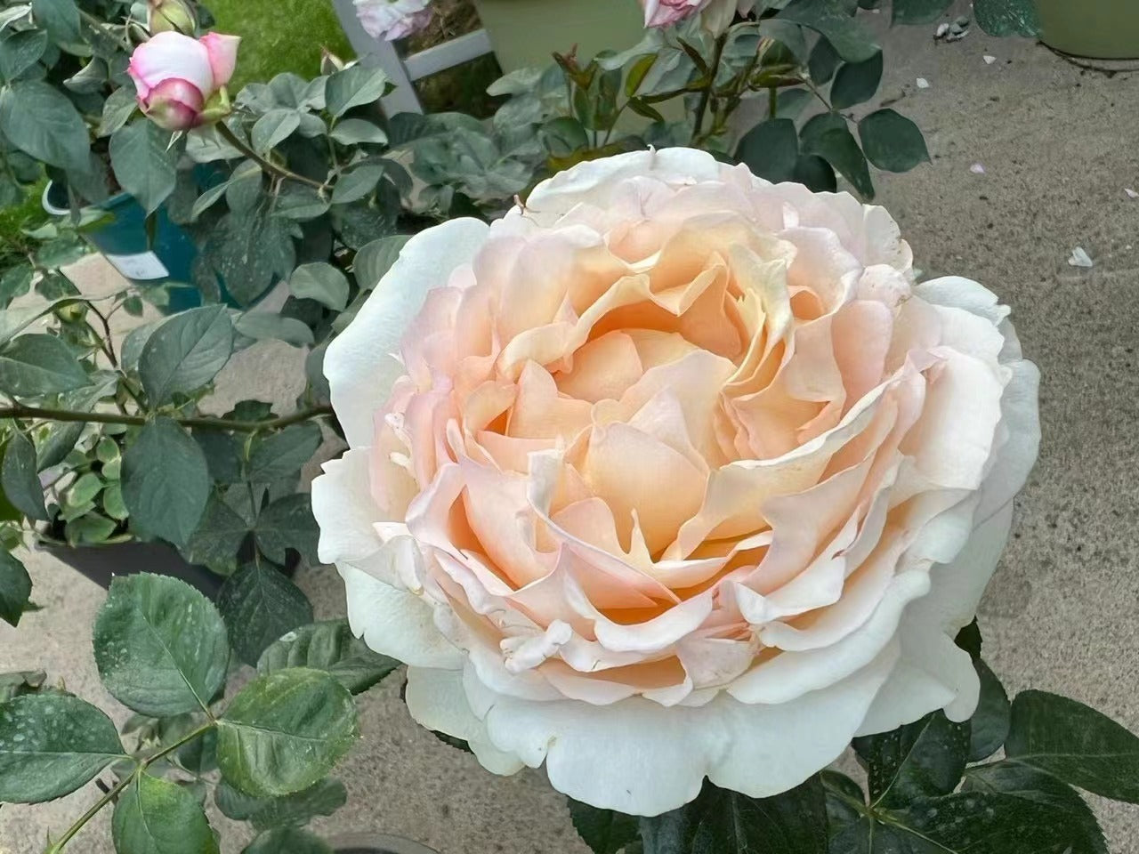 Yves Rose[Gold Yves Piaget]- 3 Gallon++ OwnRoot Live Plant| Ruffle lace| 伊芙金伯爵| Long flowering period| Easy to Grow|Intense Fragrance