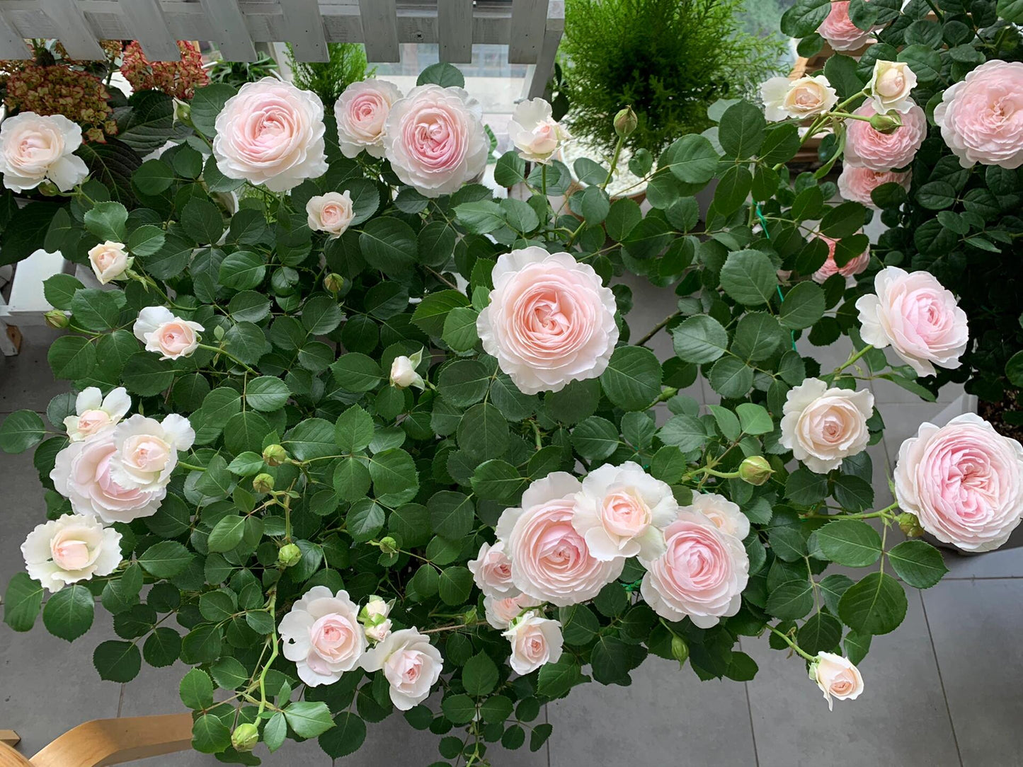 Rare Rose【Arietta ｜アリエッタ】- 3 Gal++ OwnRoot BareRoot| 河本オリジナル 2019 ｜Heat Resistant| 小抒情曲｜Easy to Grow| Strong Adaptability| Less Thorns |木立バラ