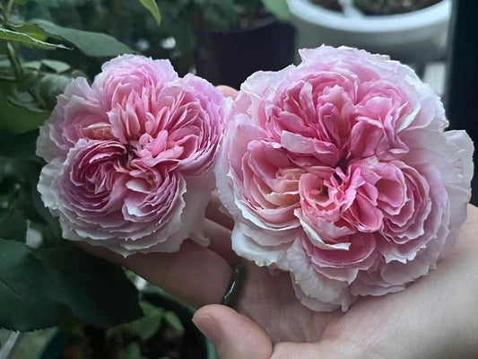 Rose【Träumerei｜トロイメライ】- 1 Gal OwnRoot ｜New Variety- 2020｜梦幻曲| Heat Resistant| Strong Growth| Rich in color| Easy to Grow| 夢幻曲 |