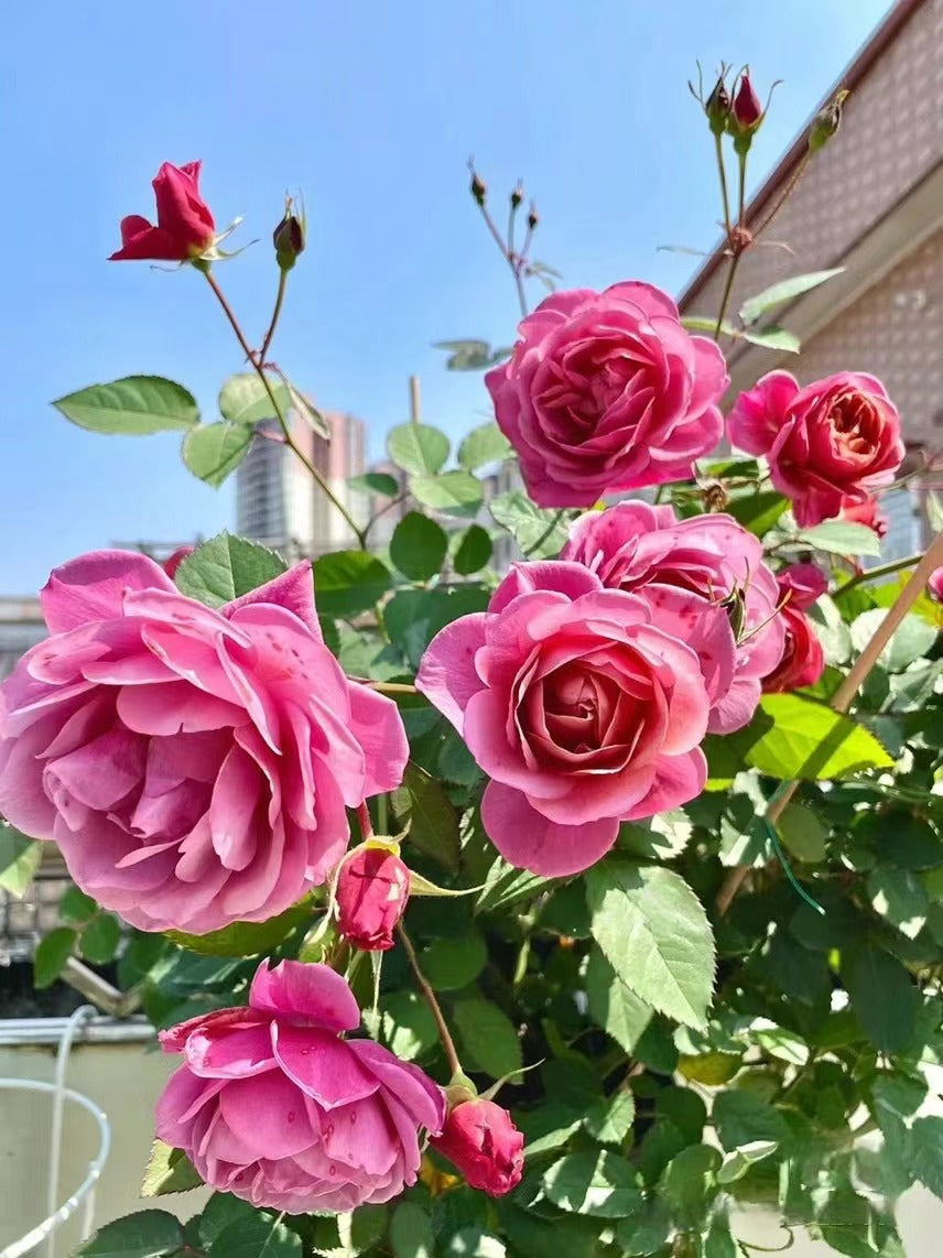 Rosa {Aoi|あおい} - 1.5 Gal OwnRoot | Japanese Rare Floribunda Rose| Vintage| Heat Resistant |葵 | Elegant| Prolific blooming| Easy to Grow