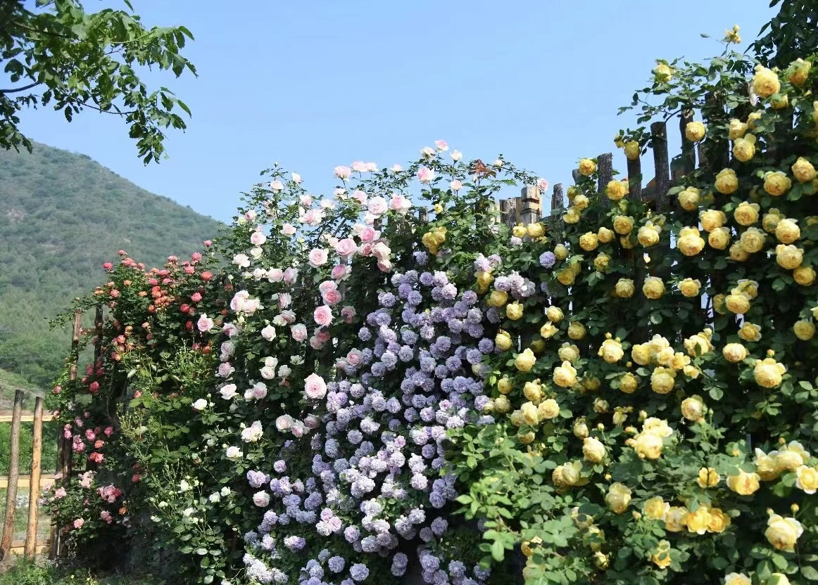 Climbing Rose [Rainy Blue| レイニー·ブルー|  蓝色阴雨] -OwnRoot Live| RARE Lavender Climbing Rose | Shade Tolerant| Excellent Resistance| Less Thorns