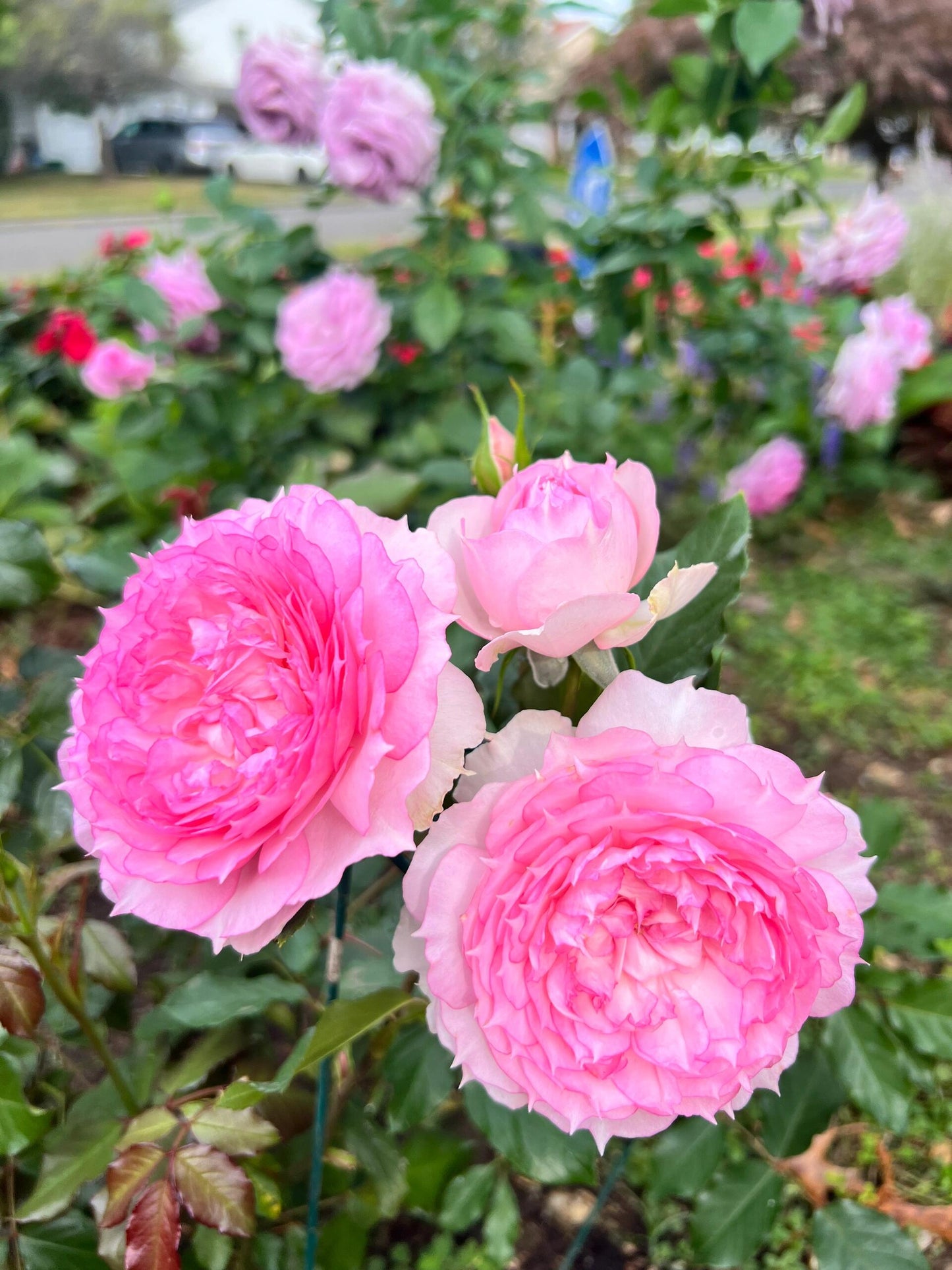 Rose【Misty Moon｜Rong Rong Yue】- OwnRoot LivePlant｜溶溶月｜TianLang  New Variety 2022｜Heat Resistant| Redolent| Floribunda Rosa| Balcony