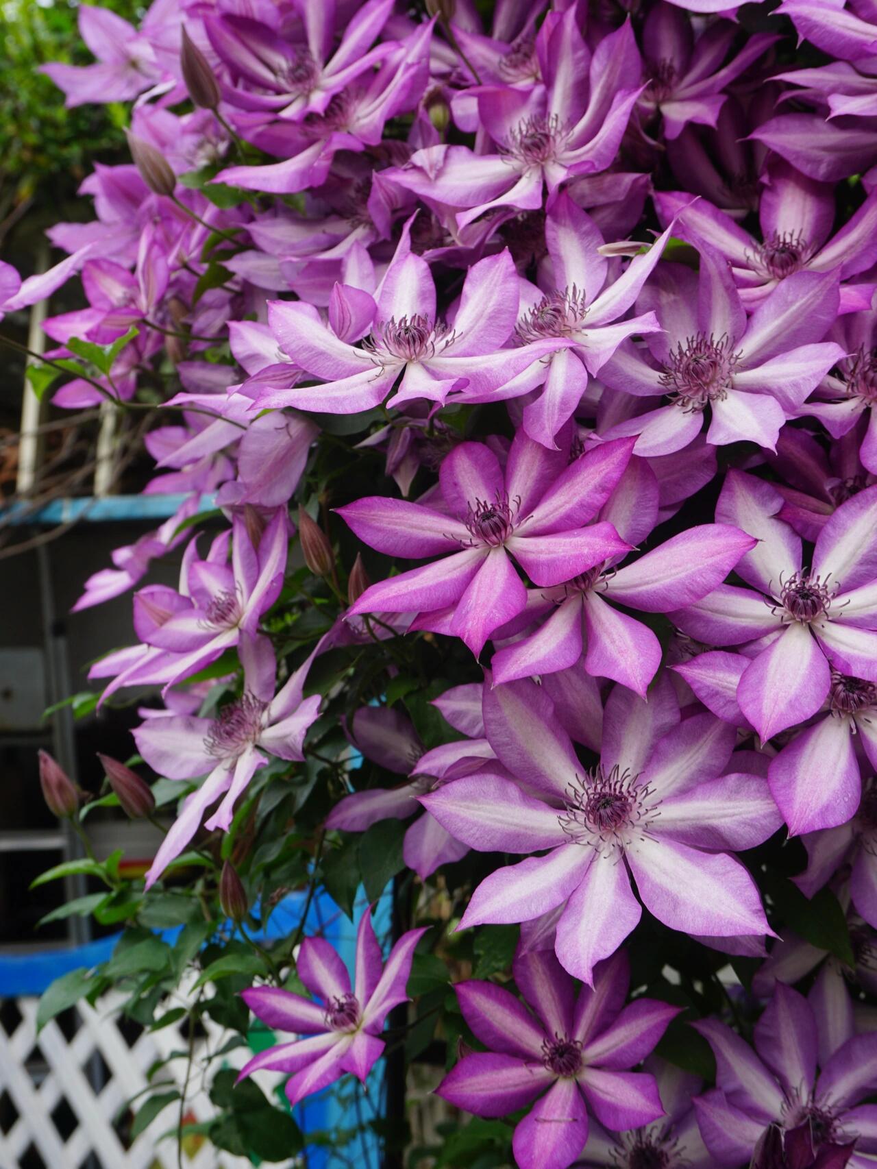 Clematis【Lizard｜トカゲ 】- LivePlant｜蜥蜴| Large Flowering| Cold Hardy| Fast-Growing| Flower Waterfall| Perennial| Pot Friendly| RareVine| Archway