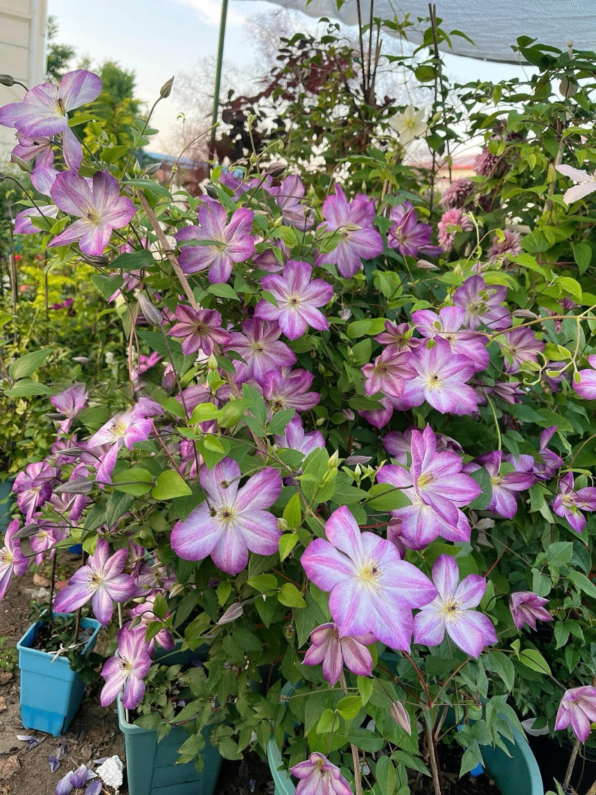 Clematis【Pernille】- LivePlant- 佩莱尼| Cold Hardy| Low Maintenance| Rich Color| Pollinator Friendly| Strong Growth| Cute Flower| Adaptable|Vine