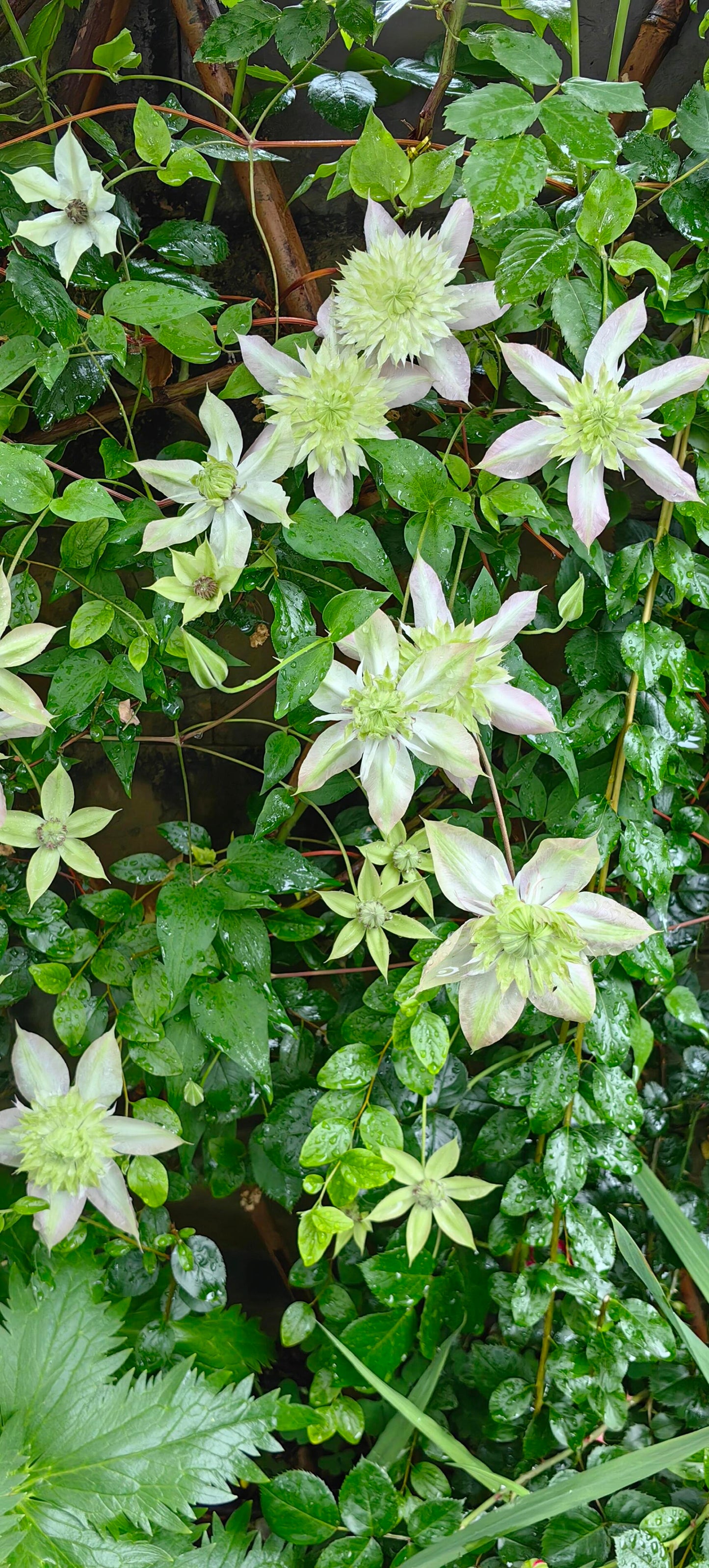 Clematis【Peppermint｜ミント】- LivePlant｜薄荷