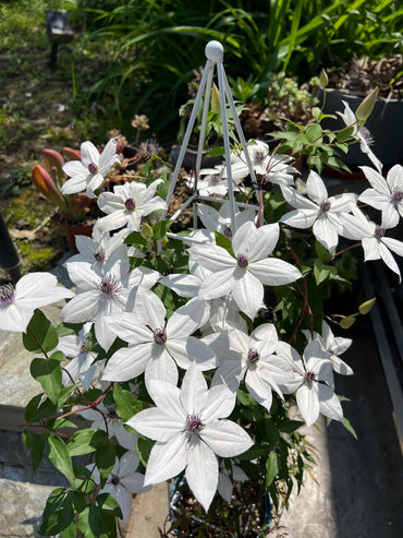 Rare Clematis【Guizi｜摫子】-9P LivePlant｜White Large Flower