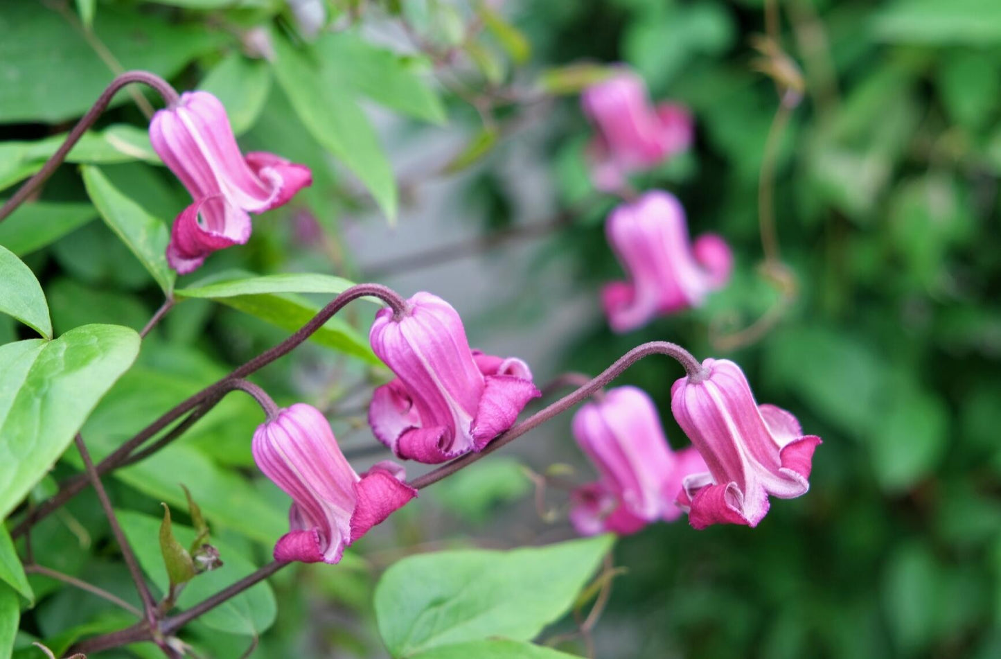 Clematis【Princess Red】- LivePlant｜绯红公主｜Purple-Pink Bell-Shaped Blooming｜