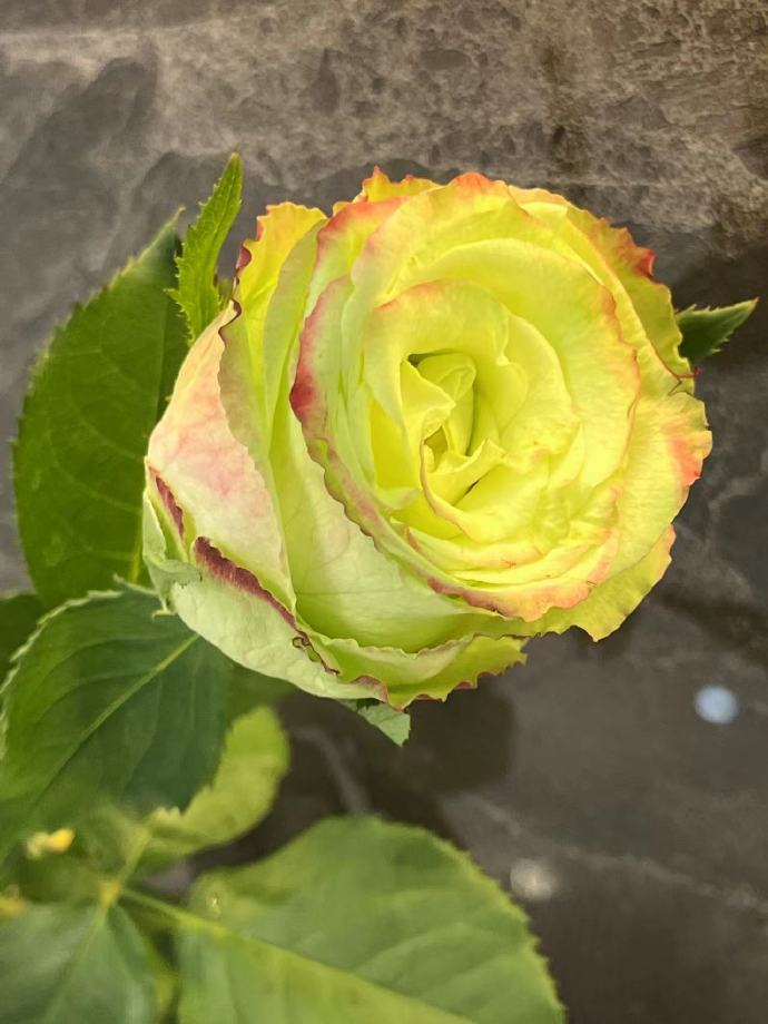 Rose【Green Apple｜グリーンアップル| 青苹果】- OwnRoot LivePlant｜New Variety Florists Rose| Large Flower| Extended vase life| Vivid Colors| Gradient