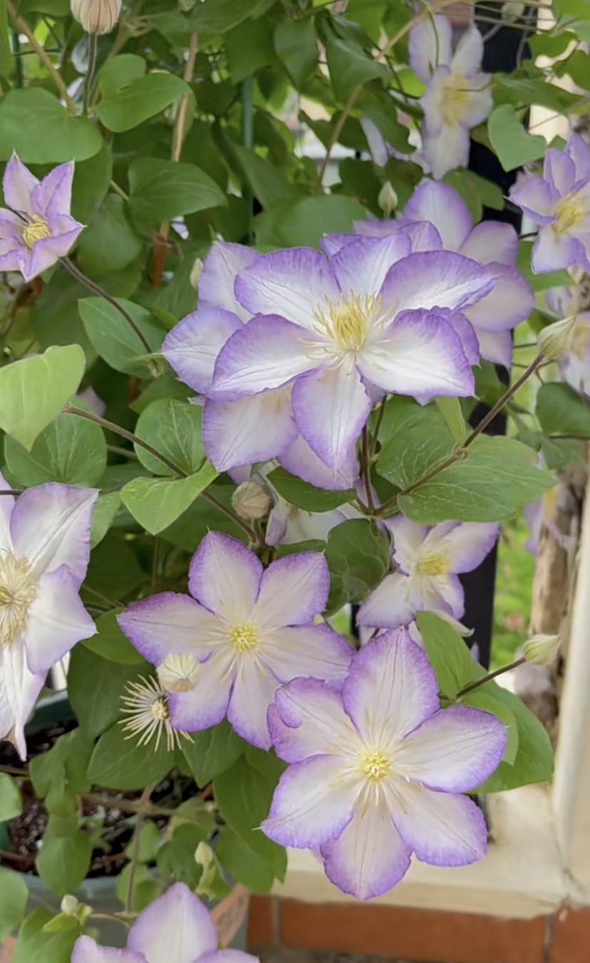 Popular Clematis【Lucky Charm| お守り】- 9P Liveplant｜Dutch Variety| 幸运符| Heat Tolerant| Florida Group|