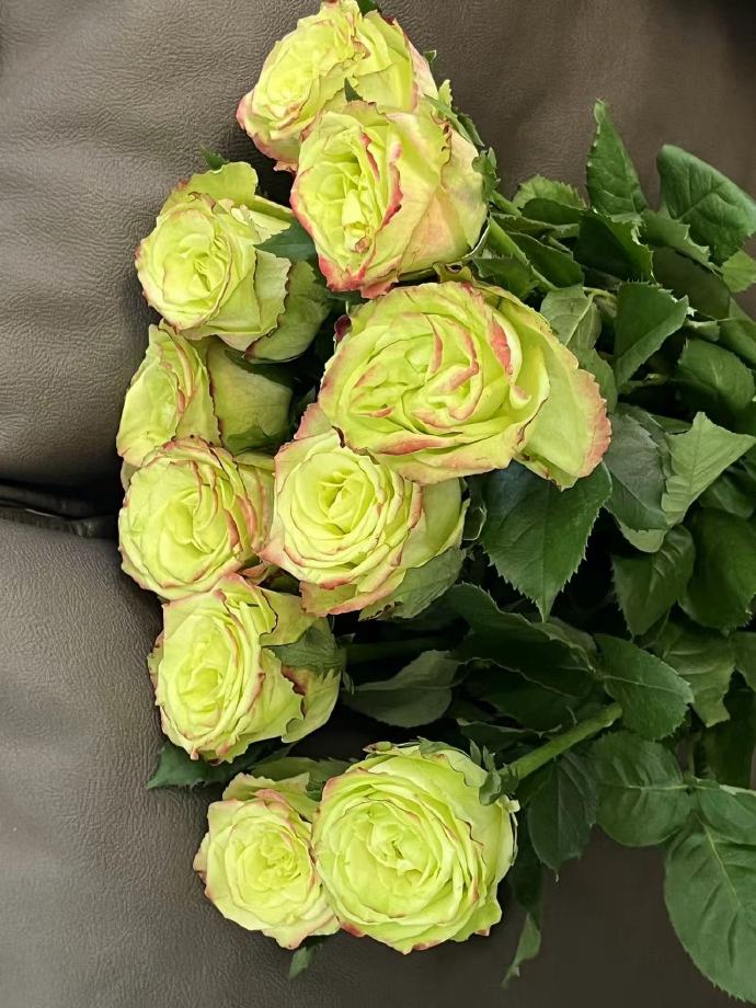 Rose【Green Apple｜グリーンアップル| 青苹果】- OwnRoot LivePlant｜New Variety Florists Rose| Large Flower| Extended vase life| Vivid Colors| Gradient