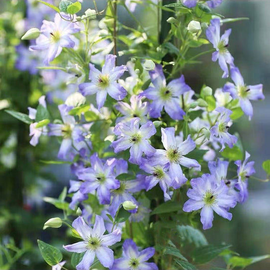 Clematis【Sea Breeze】- Live plant with flower buds｜海风｜Blue Clematis