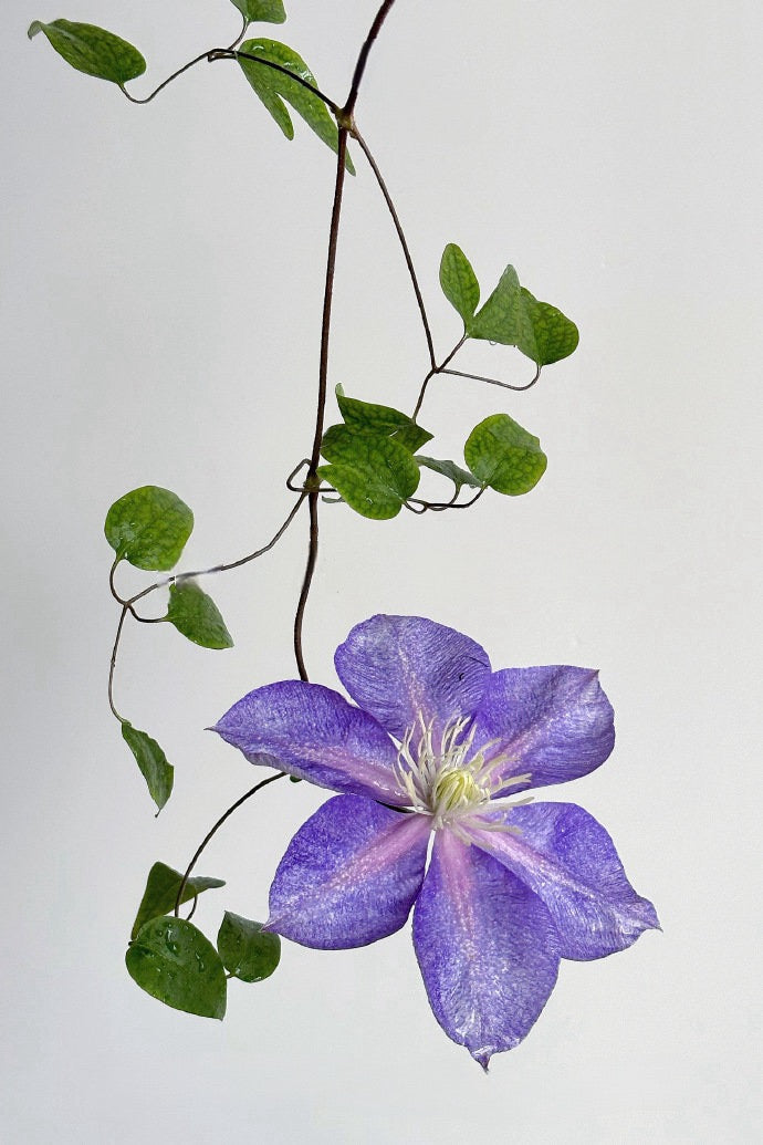 Clematis【Chameleon】- LivePlant｜变色龙｜Sandblasted Flowers