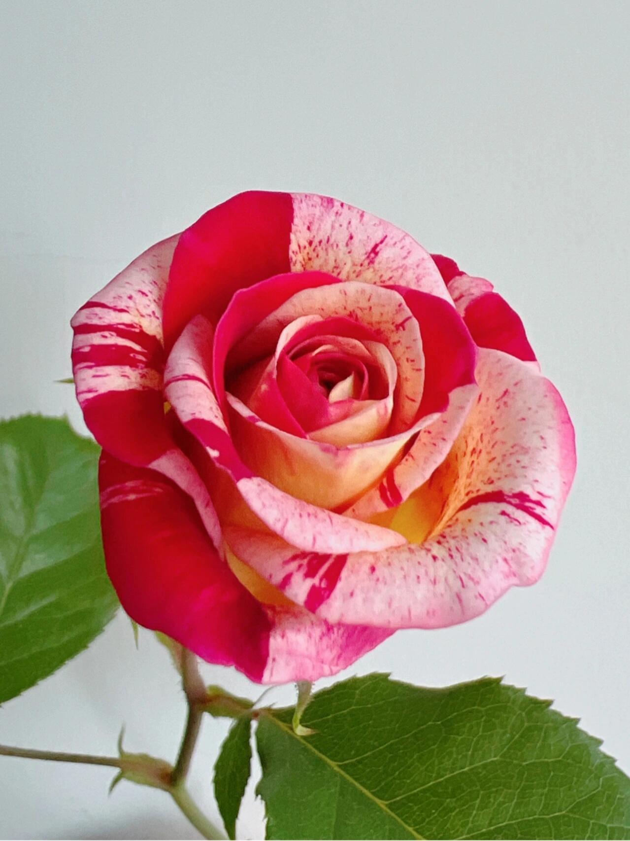 Striped Rose【All American Magic】- 1.5 Gal LivePlant｜全美魔术｜Rapid growth｜ Large blooms