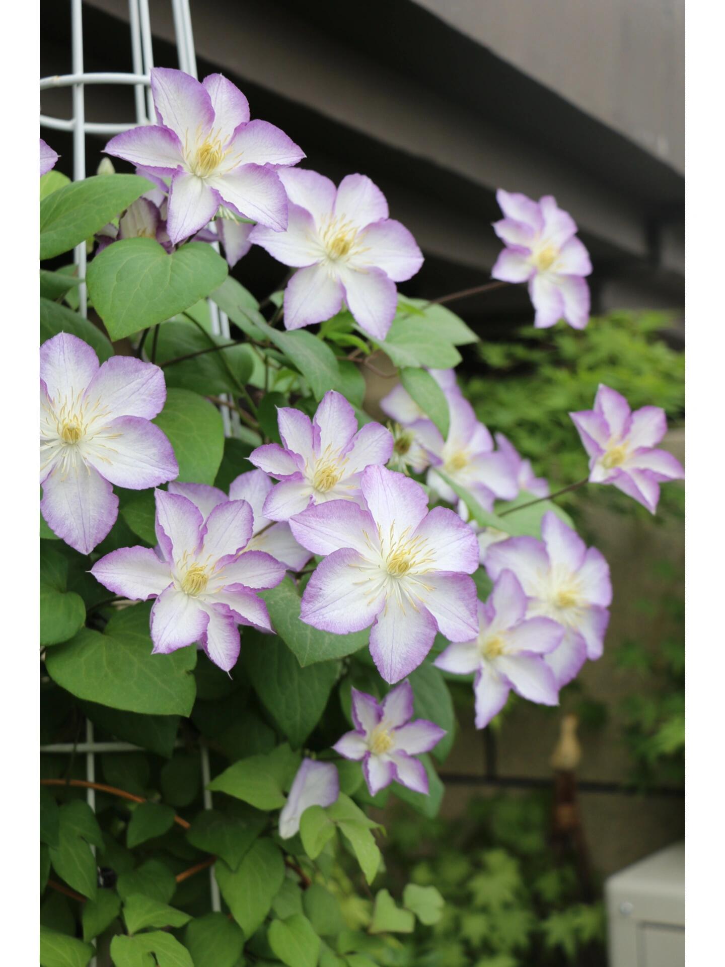 Clematis【Lucky Charm】- 9P Liveplant｜Large Bloom｜