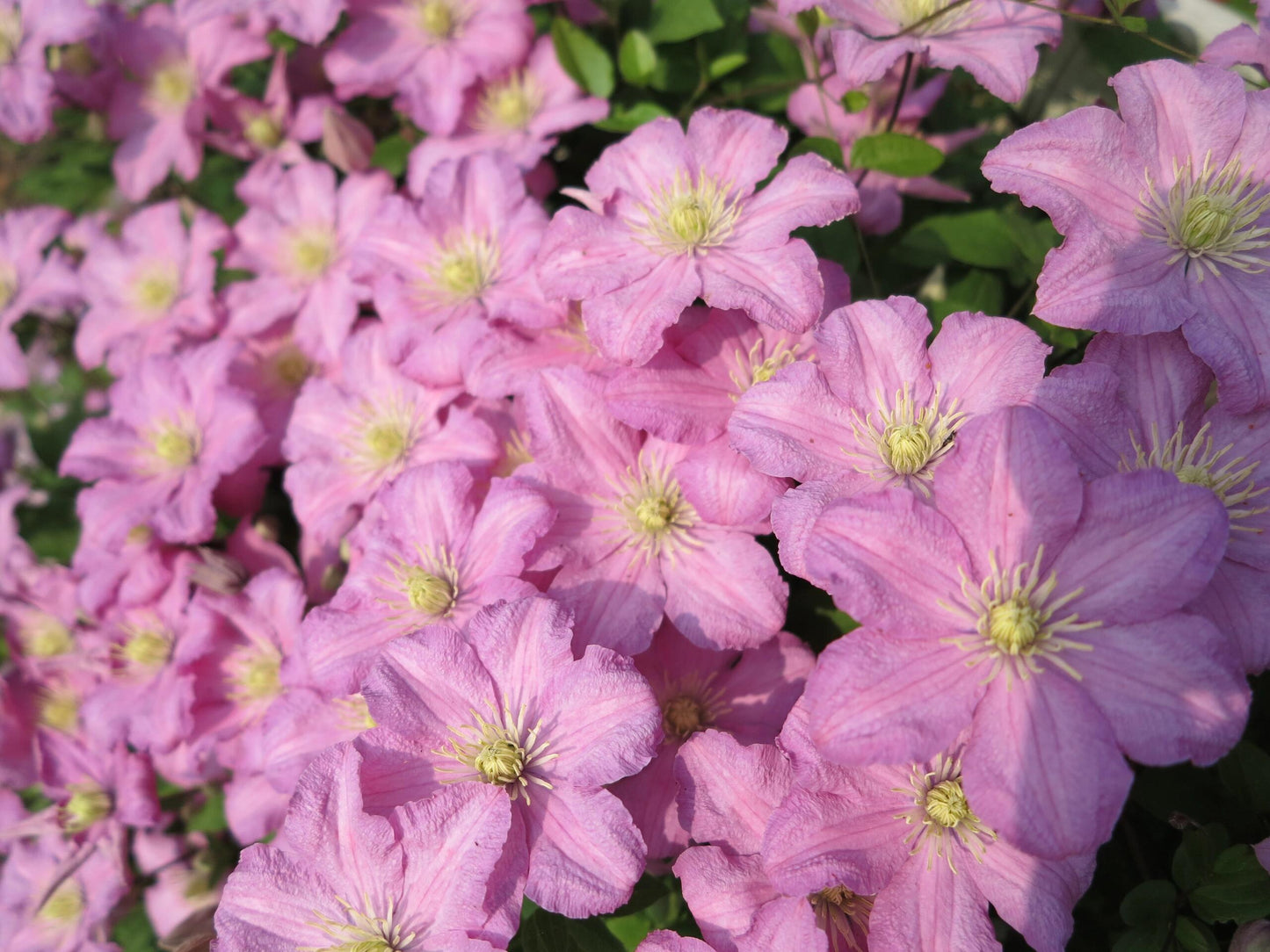 Clematis【Comtesse de Bouchaud】- LivePlant｜包查德 女侯爵｜Cute Flower