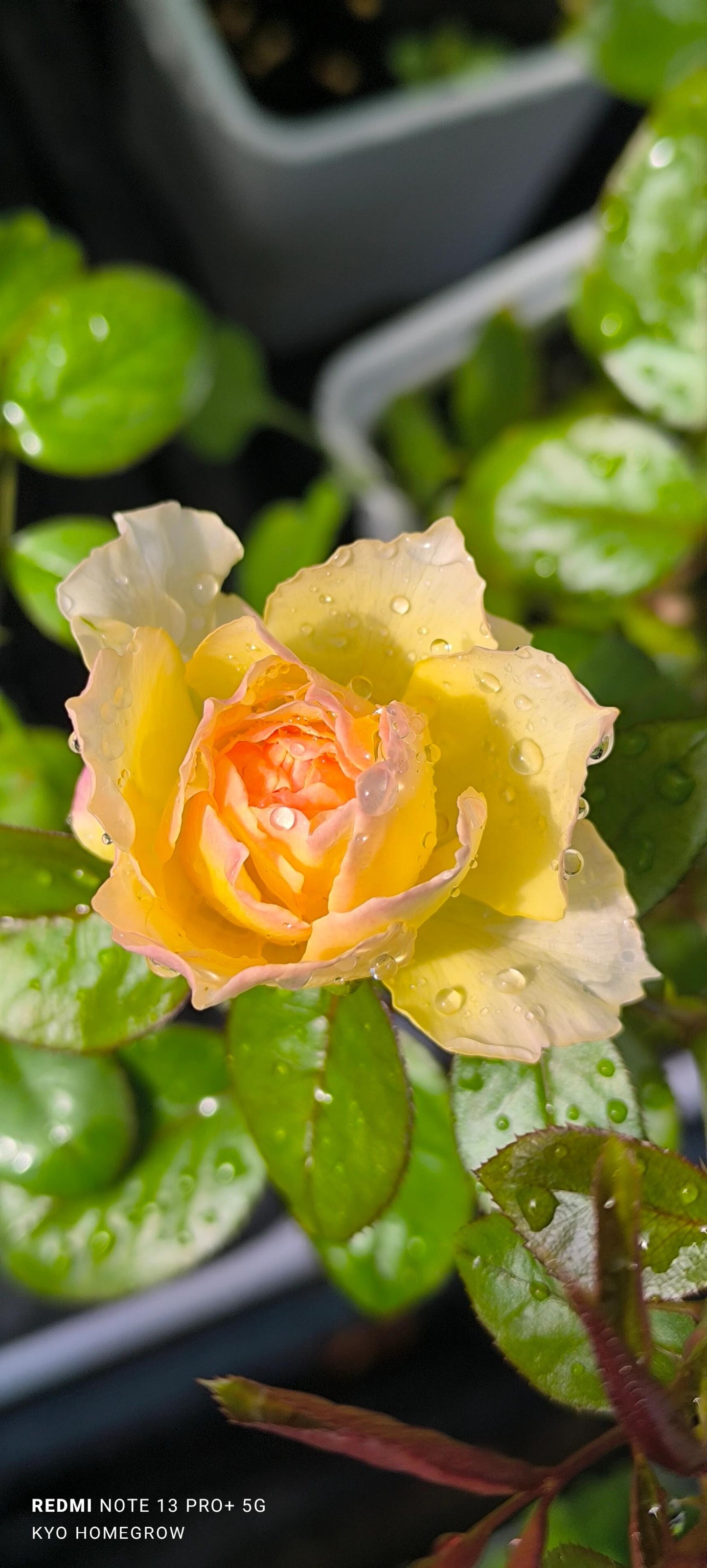 Rose【Kagelou| カゲロウ】- Japanese 2020 New varieties| 阳炎/蜉蝣| Fruity Fragrance| Discoloration| Ruffled bloom| Especially| Floribunda| Redolent|  HeatResistant