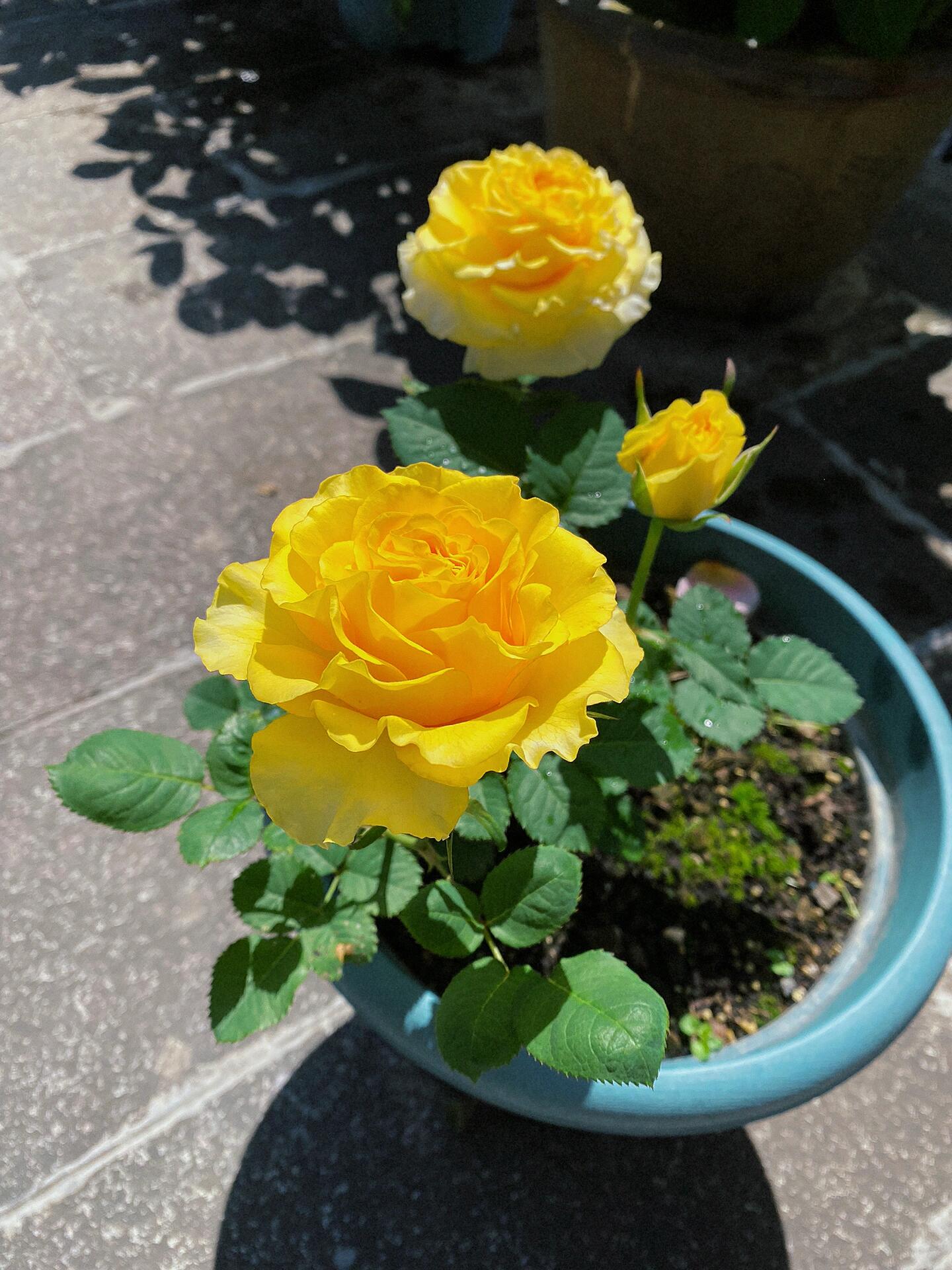 Rose【Shell｜貝殻】-1.5 Gal OwnRoot LivePlant｜Popular Japanese Floribunda Rose 贝壳｜Large Bloom｜Long vase life| Heat Resistant| Easy to Grow| Lace