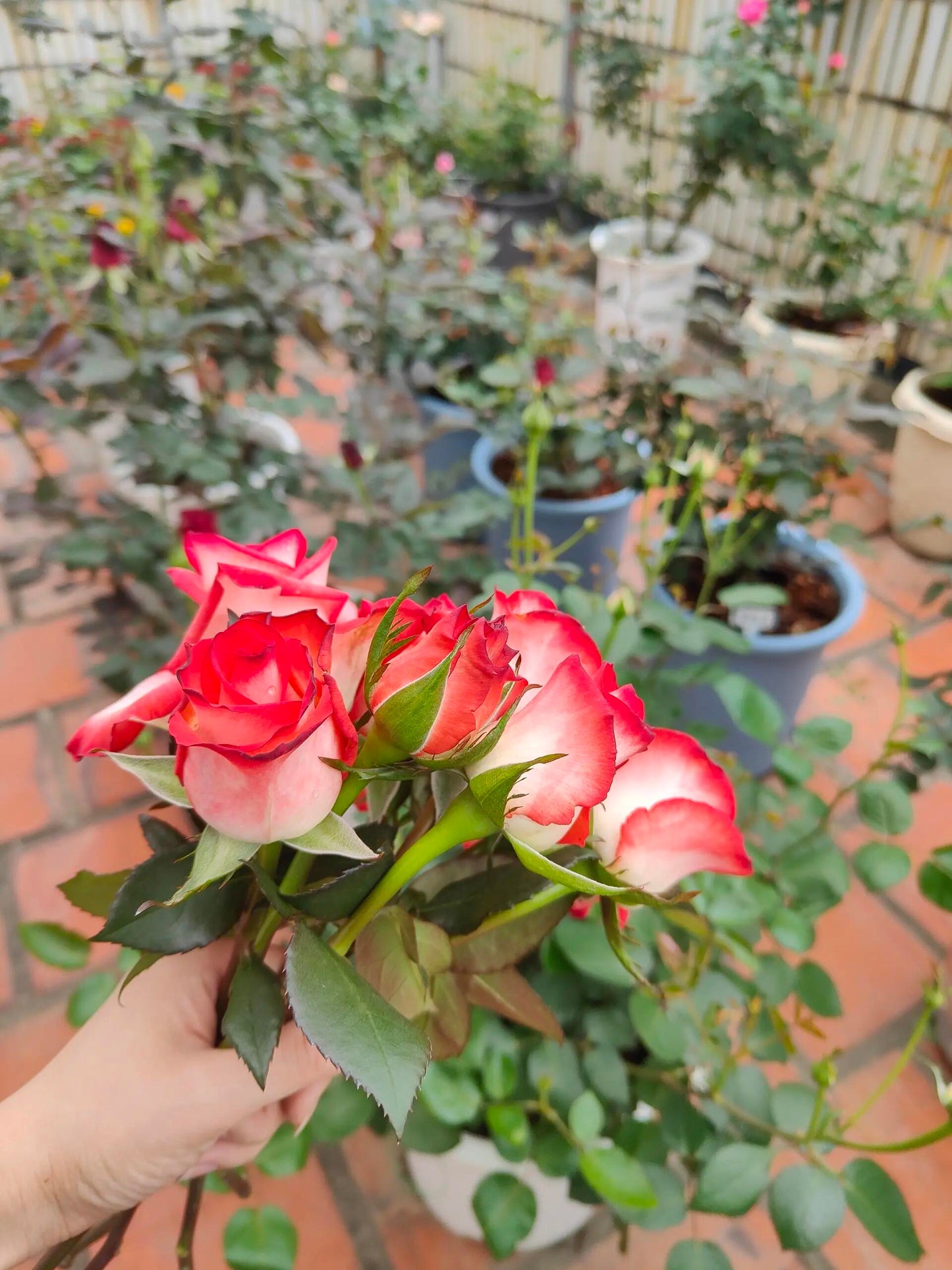 Rare Rose【Yashica】- 1.5 Gal OwnRoot LivePlant｜New variety 雅西卡｜切花胭脂扣｜Long Vase Life｜