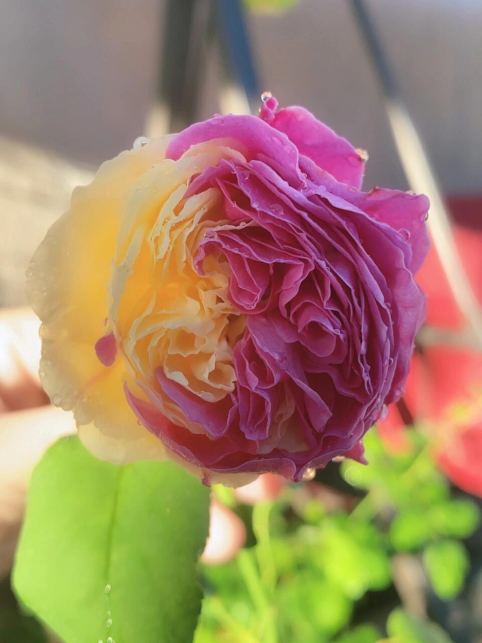 Rose【Fugetsu｜ふうげつ】-Surprise Rosa|  风月| Heat Resistant| Abundant Blooming| Less Thorns| Surprise rose| 風月| Balcony Rose