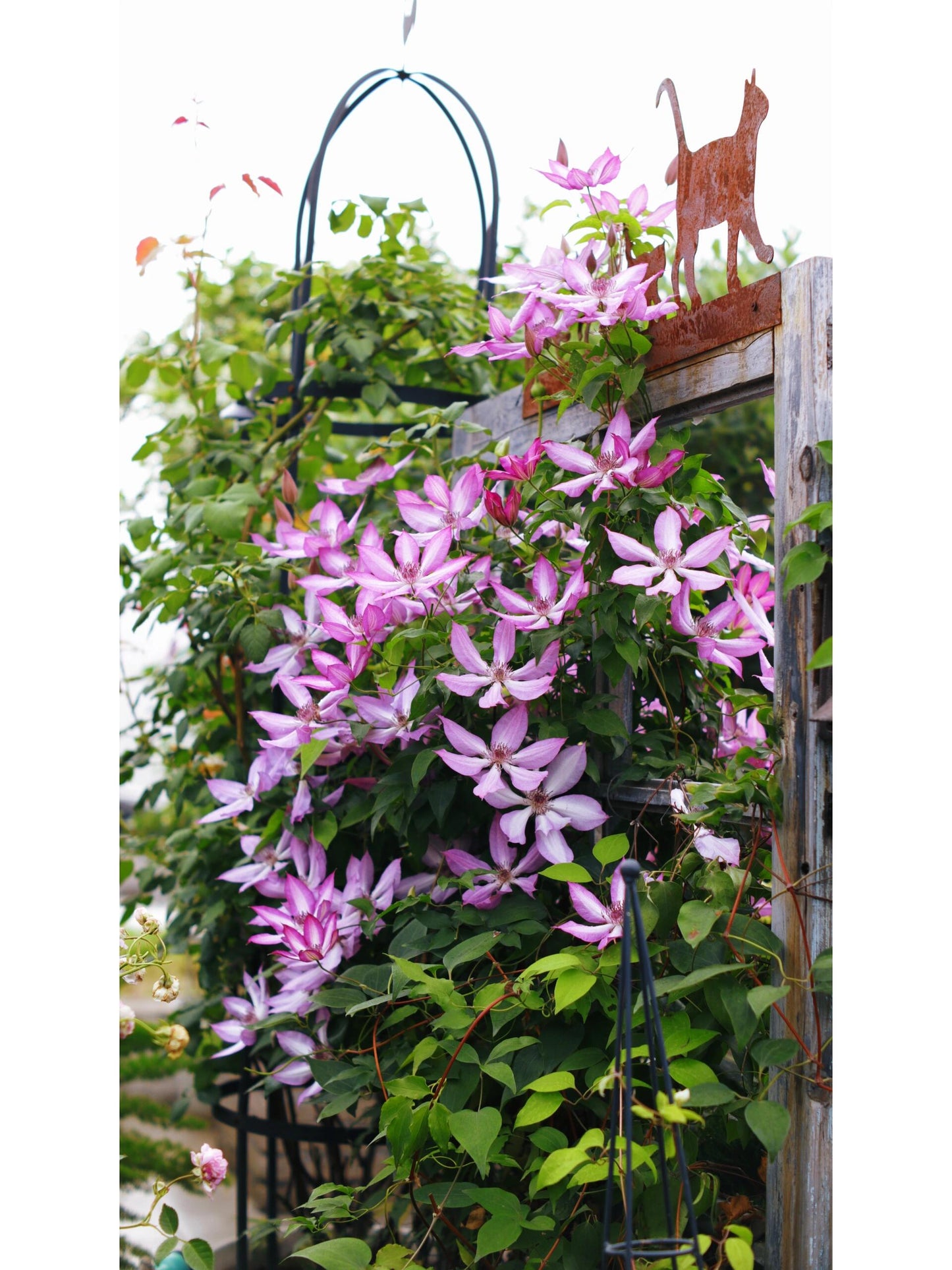 Clematis【Lizard｜トカゲ 】- LivePlant｜蜥蜴| Large Flowering| Cold Hardy| Fast-Growing| Flower Waterfall| Perennial| Pot Friendly| RareVine| Archway