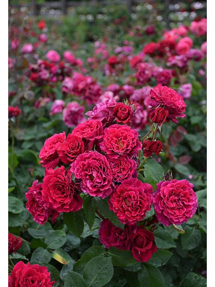 Rose【Colline Rouge| 赤い丘】-OwnRoot LivePlant｜天家胭脂/红丘｜コリーヌルージュ| Velvet| Heat Resistant| Rain-Resistant| Long florescence| Everbloomer