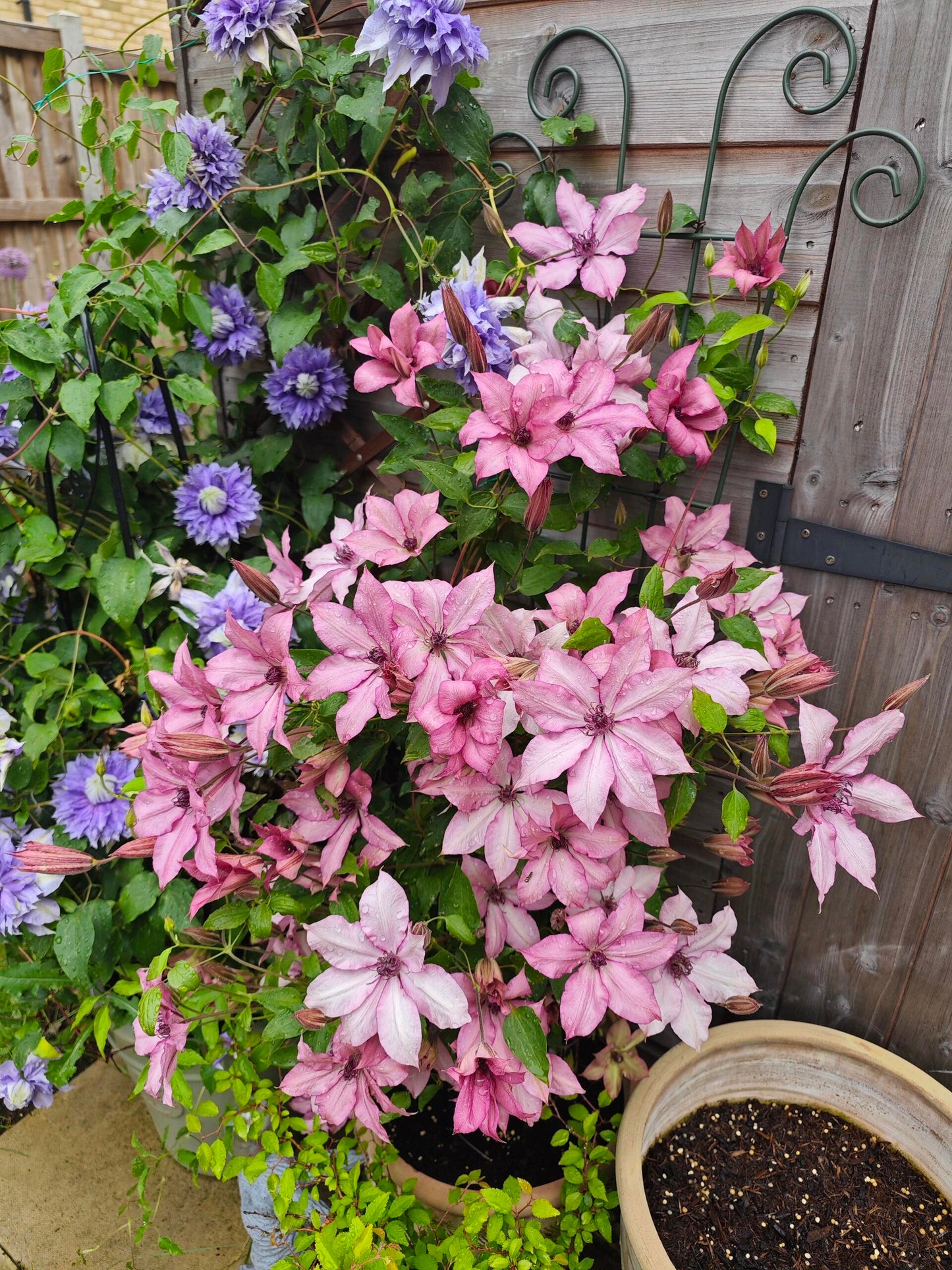 Clematis【Giselle】- LivePlant｜吉赛尔｜Large Flower｜Vintage Pink| Cold Hardy| Exquisite| Flower Waterfall| Beginner-Friendly| Compact Patio| Vine