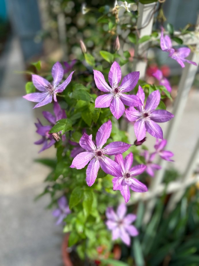 Clematis【Lizard｜トカゲ 】- LivePlant｜蜥蜴| Large Flowering| Cold Hardy| Fast-Growing| Flower Waterfall| Perennial| Pot Friendly| RareVine| Archway