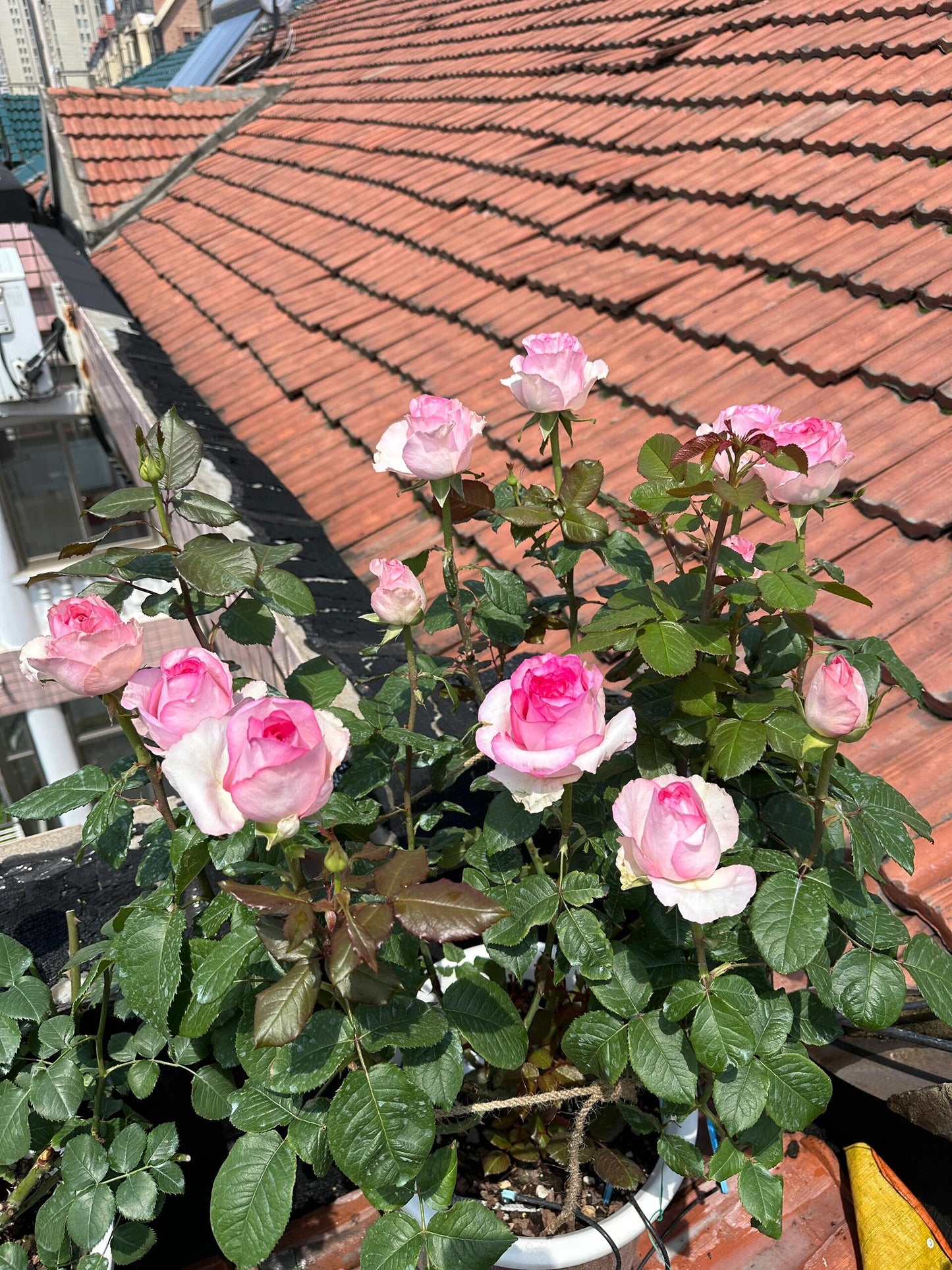 Rose【Bella Vita】- 1.5 Gal OwnRoot LivePlant｜贝拉维塔｜Popular Cutting Rosa｜Large Bloom｜Rich Scent