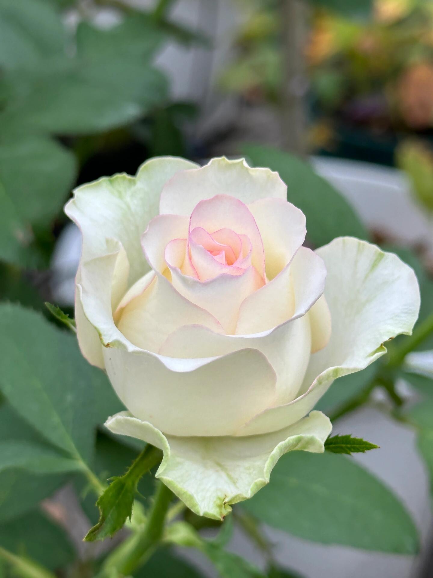 Rose【White Jumilia】- 1.5 Gal OwnRoot Live Plant｜白艾莎｜Sport varieties of the Jumilia rose｜Perfect New variety